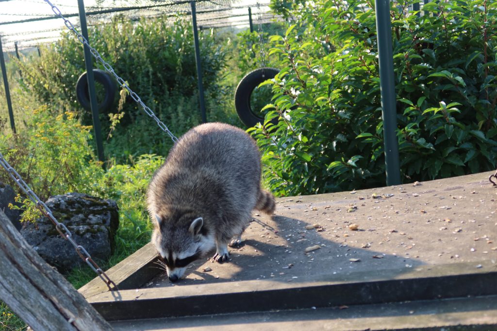 Center Parcs De Huttenheugte Day Visit raccoon walking on a wooden platform near the lake in Dalen, Drenthe, close up of the animal searching for food with green bushes and playground elements in the background.