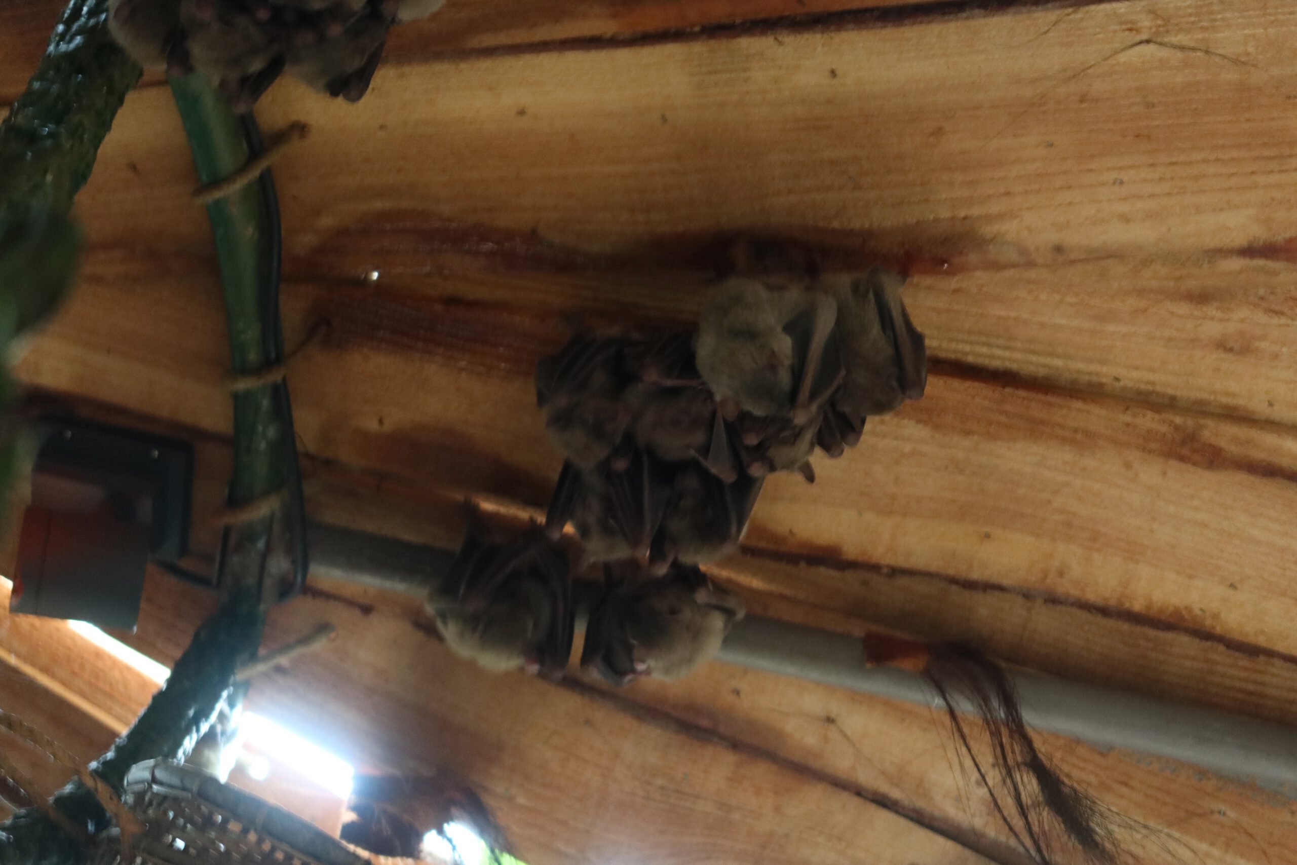 Sleeping bats hanging under a wooden roof inside Center Parcs Het Heijderbos Jungle Dome, tropical indoor habitat with warm climate in Limburg, The Netherlands.