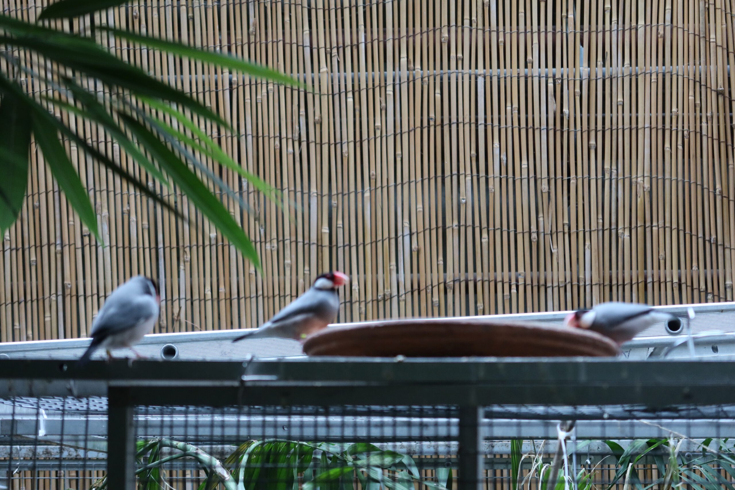 Small exotic birds near a feeding station in the Jungle Dome Center Parcs Het Heijderbos, with bamboo walls and tropical greenery in the background.