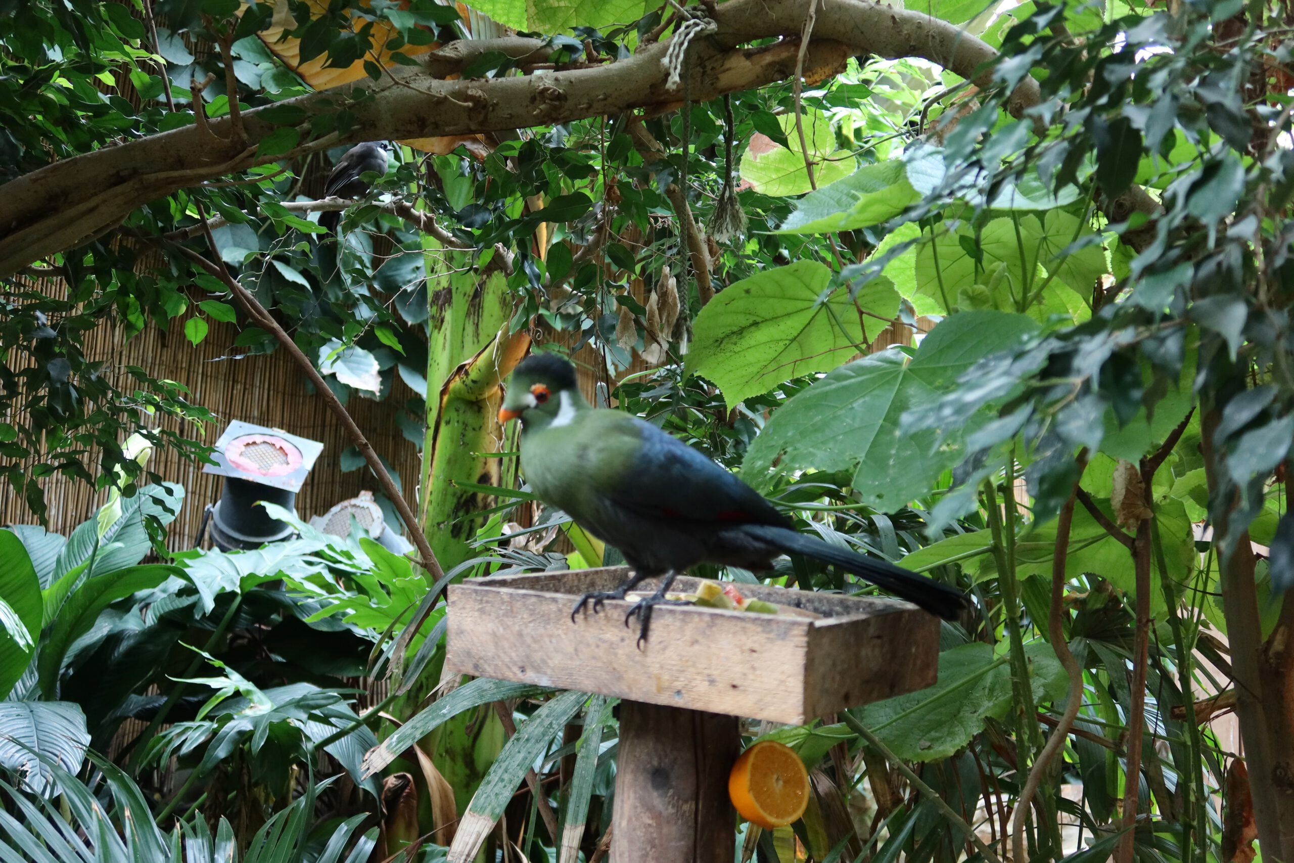Green tropical bird standing on a wooden feeding tray in the Jungle Dome Center Parcs Het Heijderbos, surrounded by dense jungle foliage.