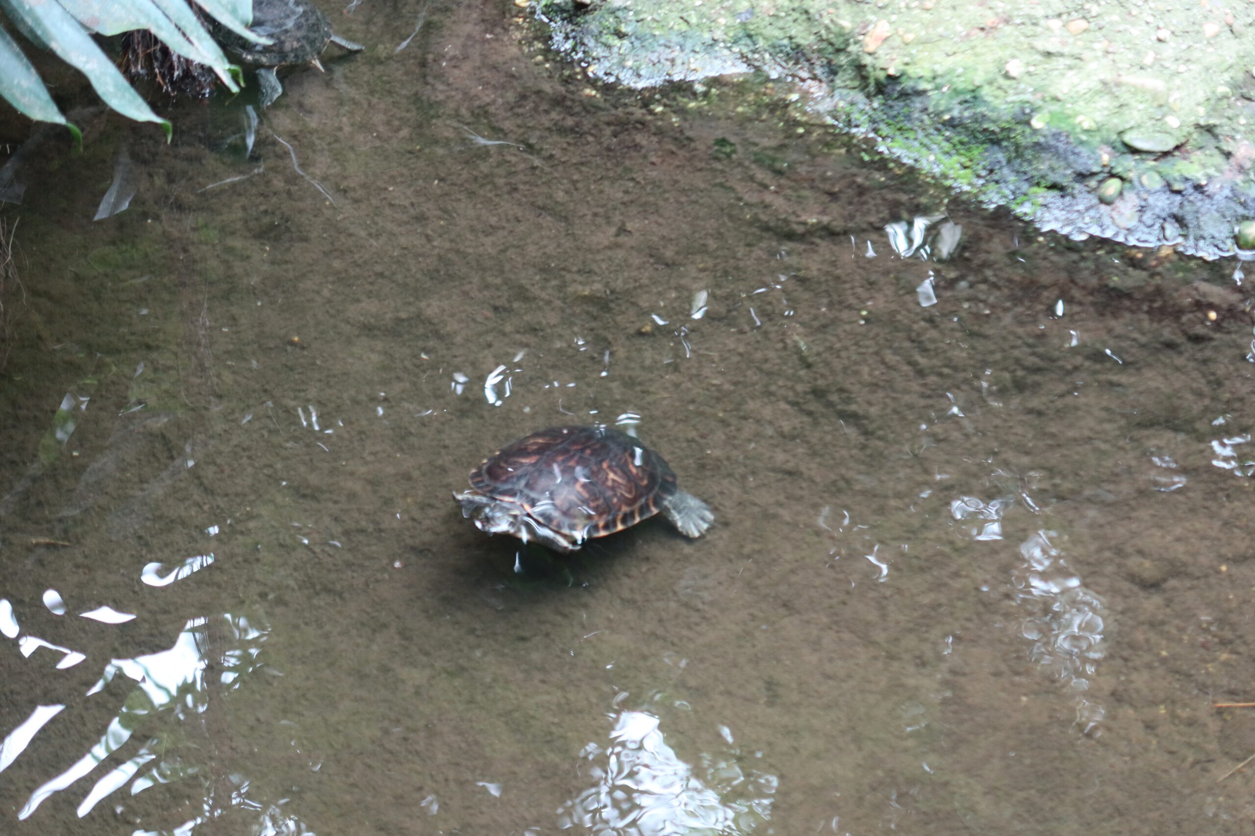 Turtle swimming in shallow water inside the Jungle Dome Center Parcs Het Heijderbos, surrounded by tropical plants and natural rocks.