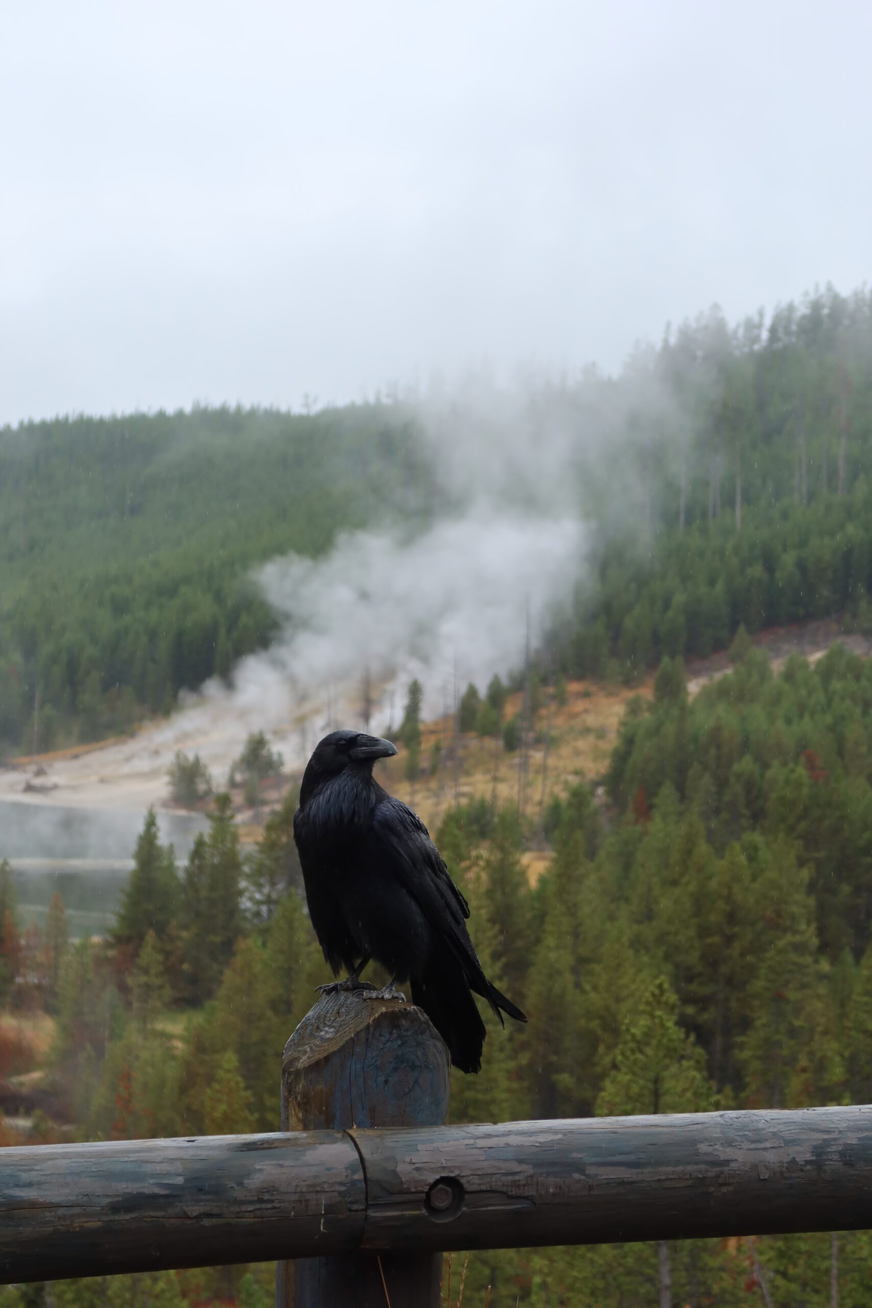 Wildlife in Yellowstone NP capturing a black common raven overlooking Yellowstone geothermal valley with rising steam and forest landscape