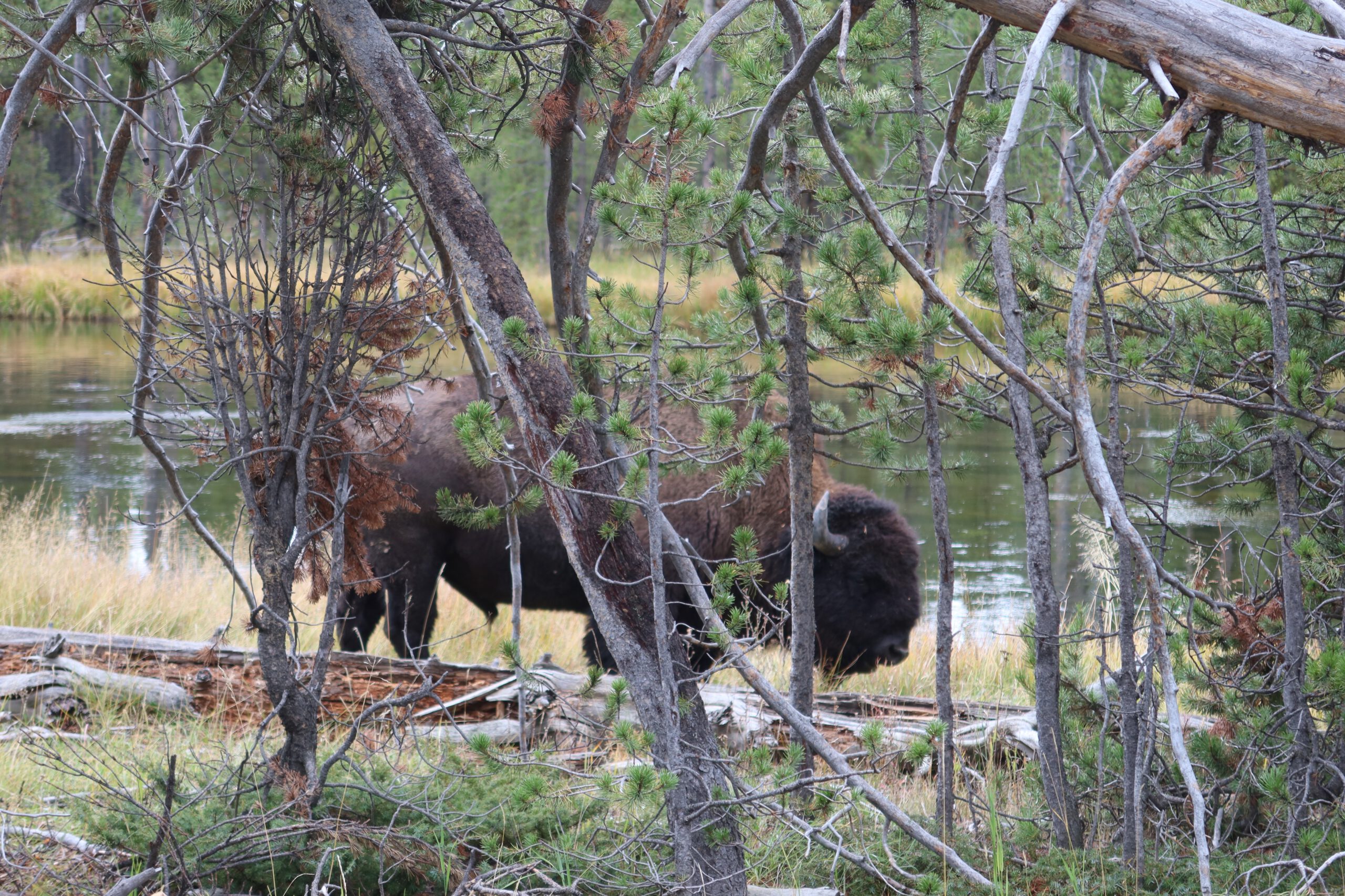 Wildlife in Yellowstone NP capturing a wild American bison grazing near a riverbank surrounded by forest in Yellowstone National Park