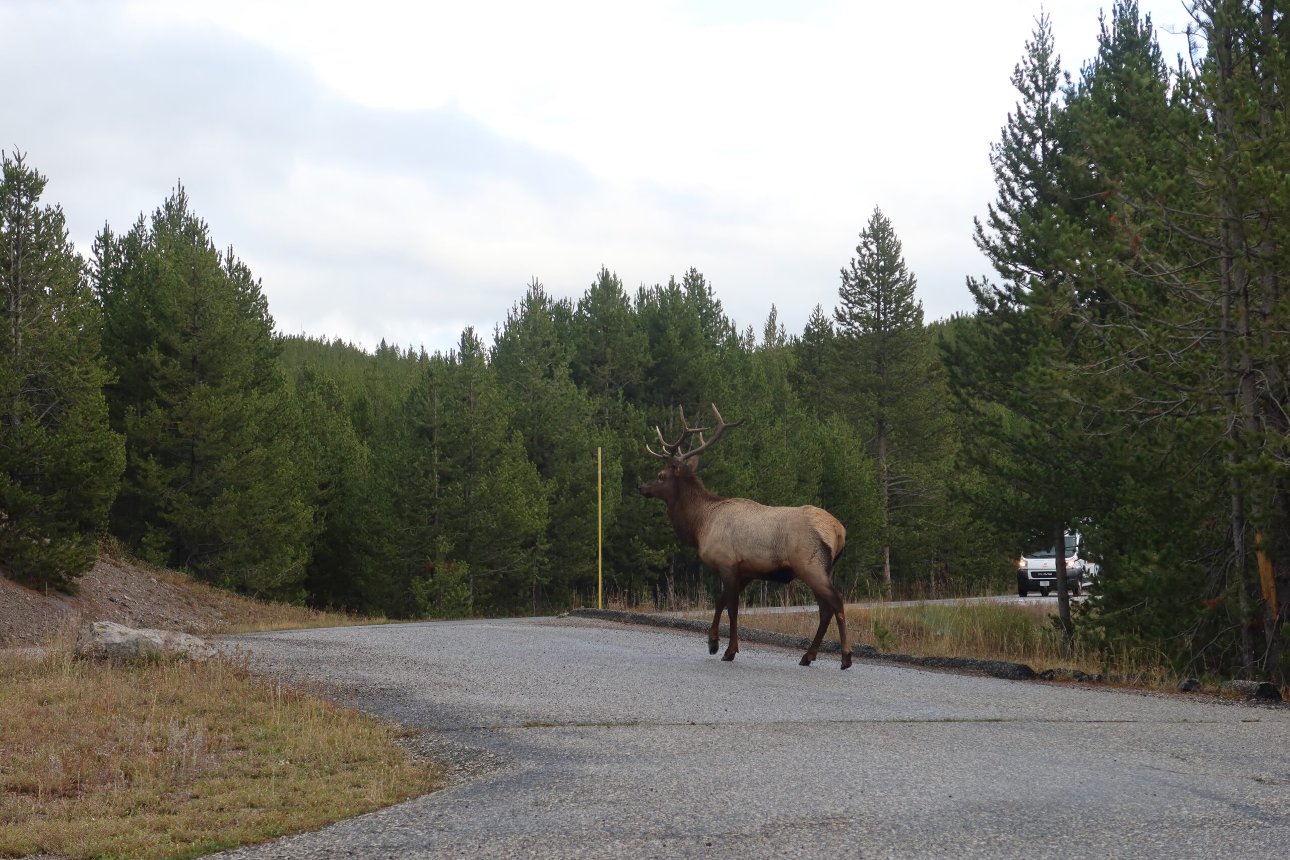 Wildlife in Yellowstone NP showing a mature bull elk with antlers crossing a Yellowstone forest road with car in background