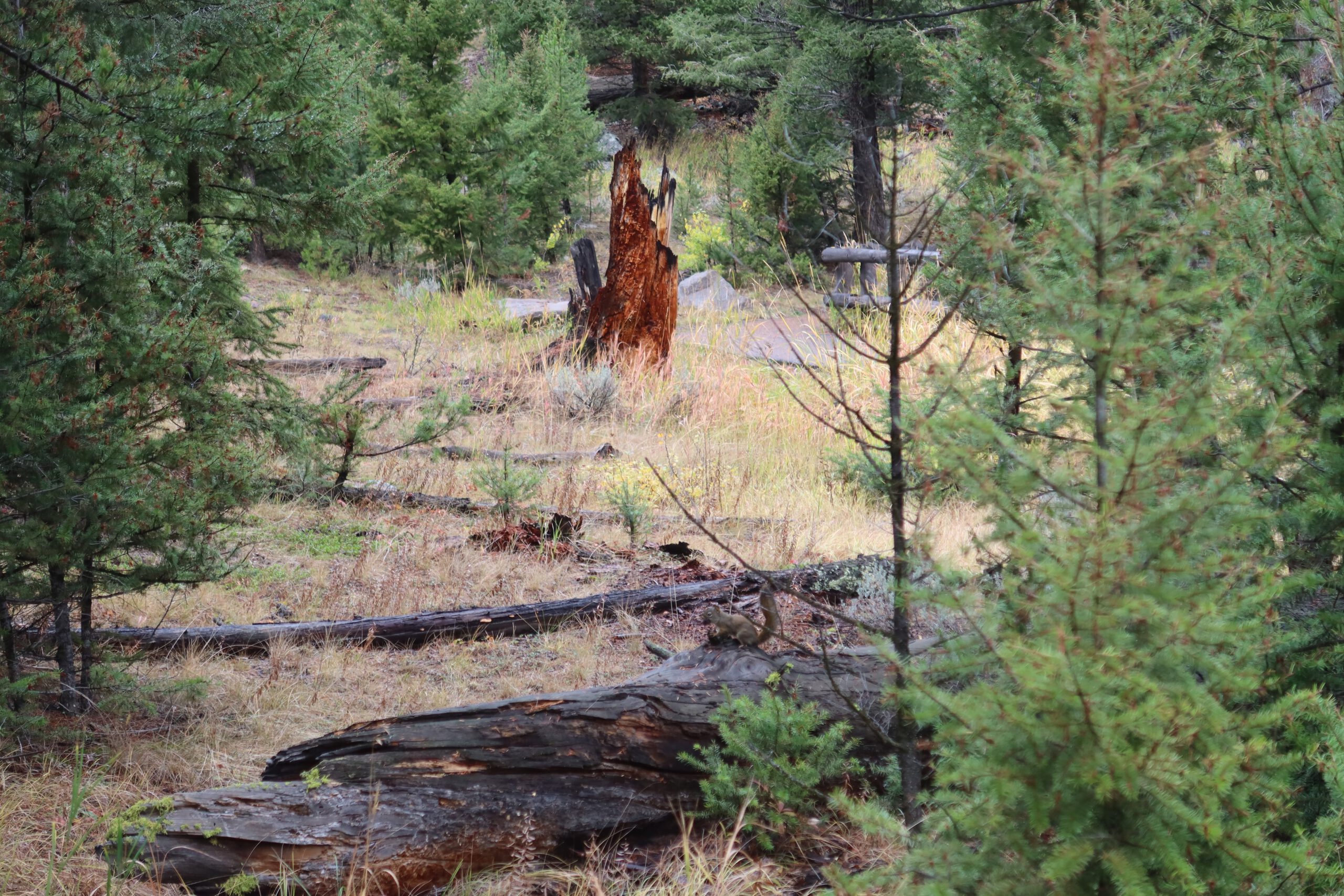 Wildlife in Yellowstone NP showing a ground squirrel resting on a log surrounded by pine trees and forest vegetation