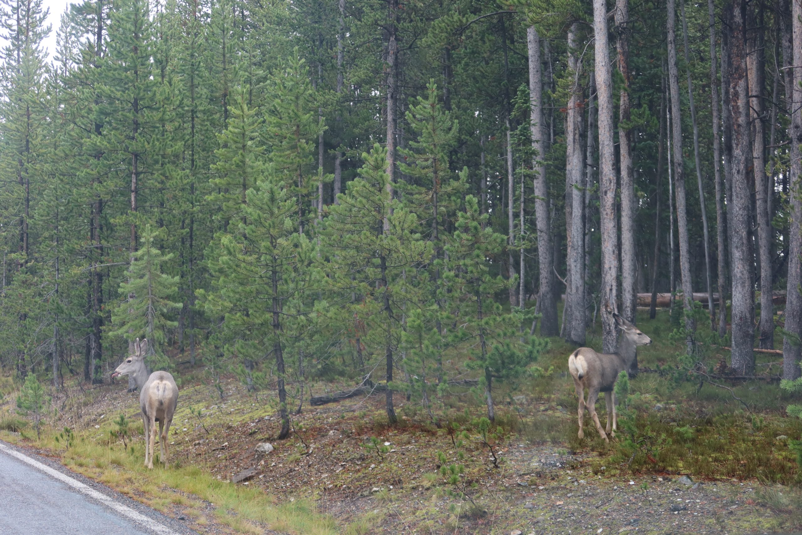 Wildlife in Yellowstone NP showing two mule deer near a roadside forest habitat in Yellowstone National Park