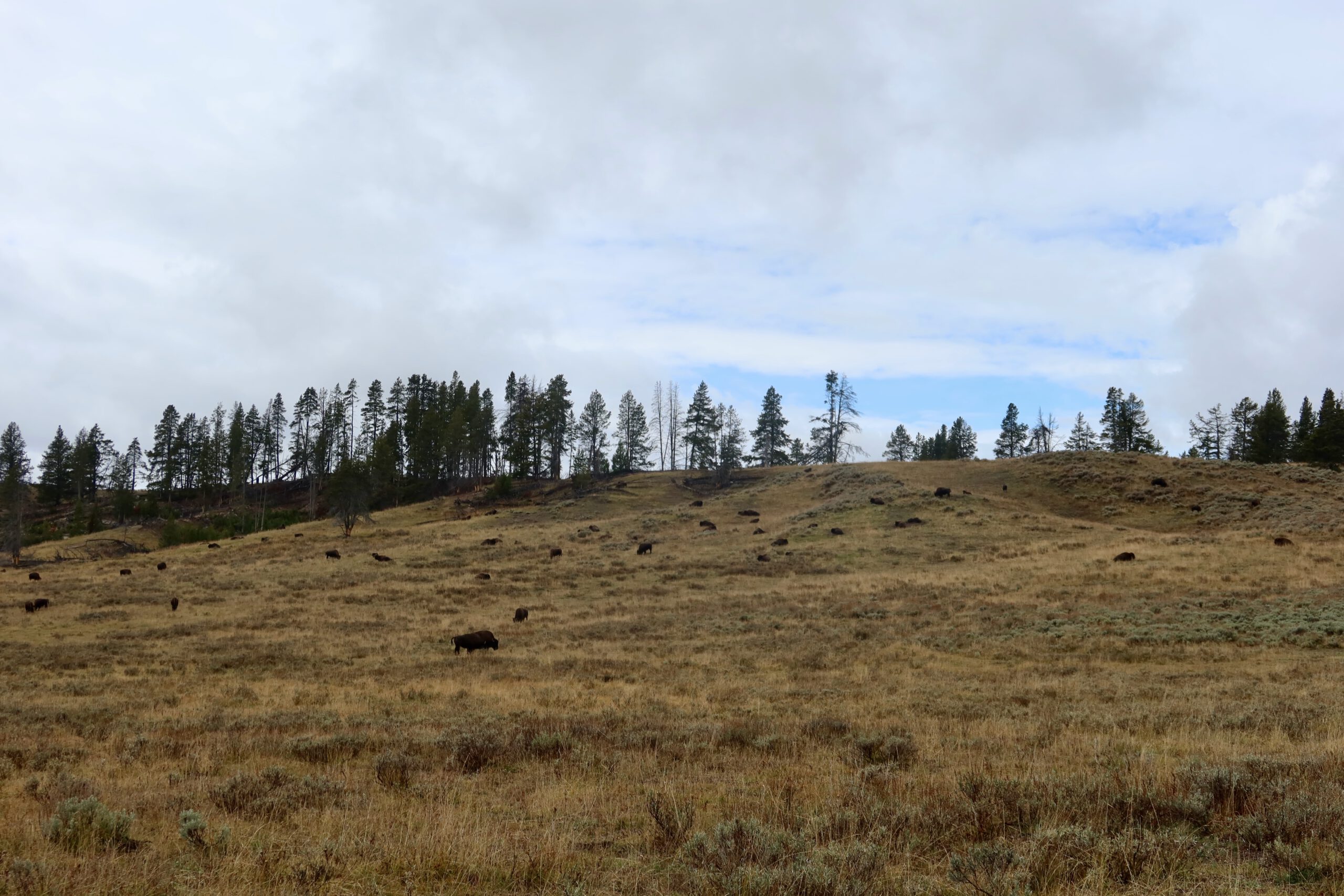 Wildlife in Yellowstone NP showing a wide herd of American bison spread across a grassy Yellowstone valley under dramatic skies