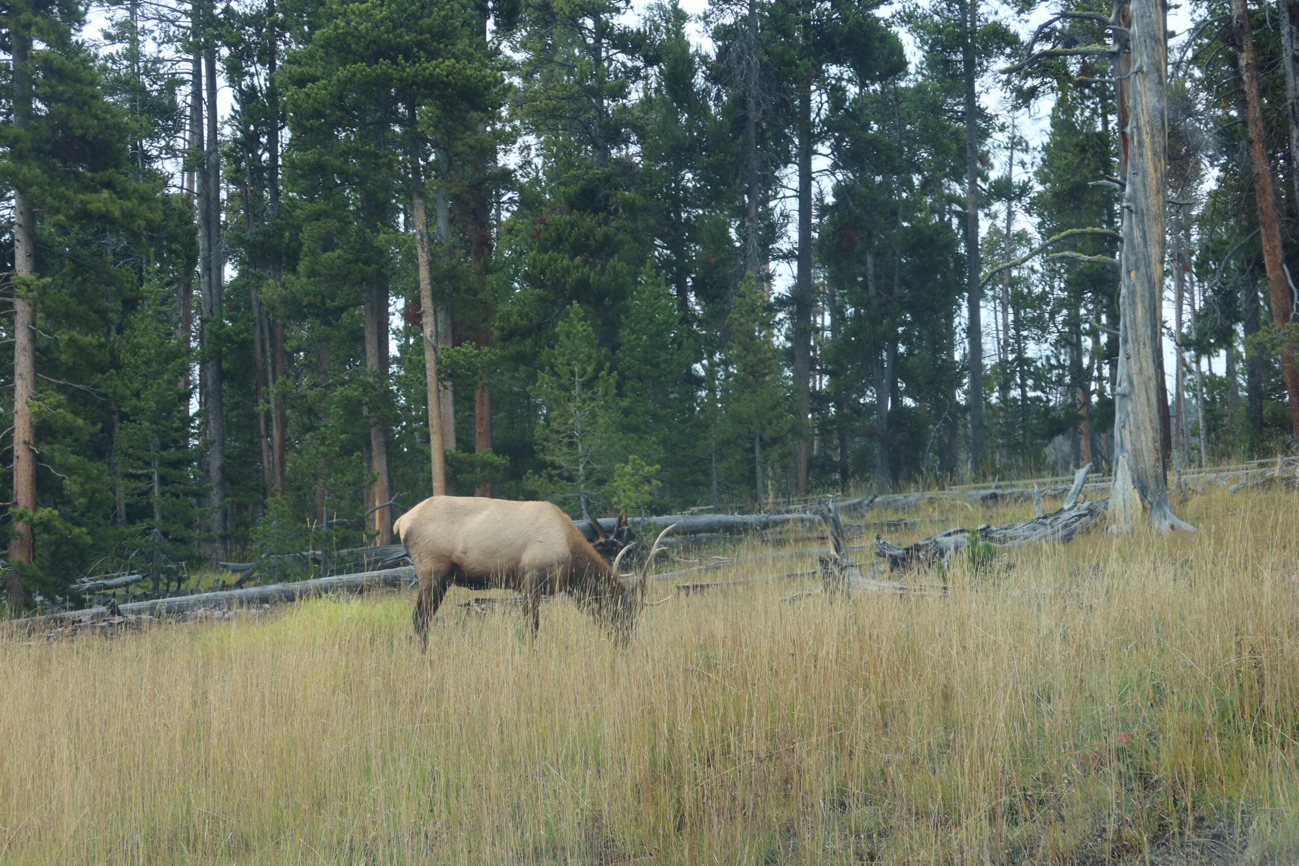 Wildlife in Yellowstone NP showing a solitary bull elk feeding in a grassy clearing surrounded by Yellowstone pine forest