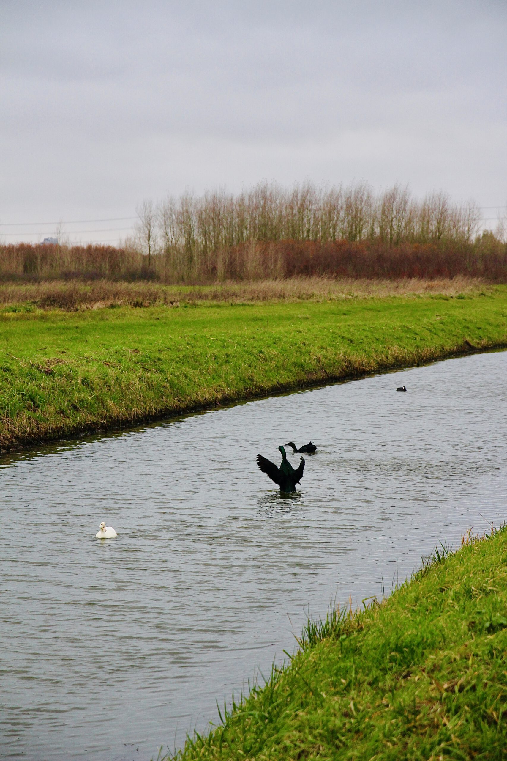 Waterway in the Bentwoud near BentGoud Bentwoud with ducks swimming, grassy banks, and a calm natural landscape on an overcast day