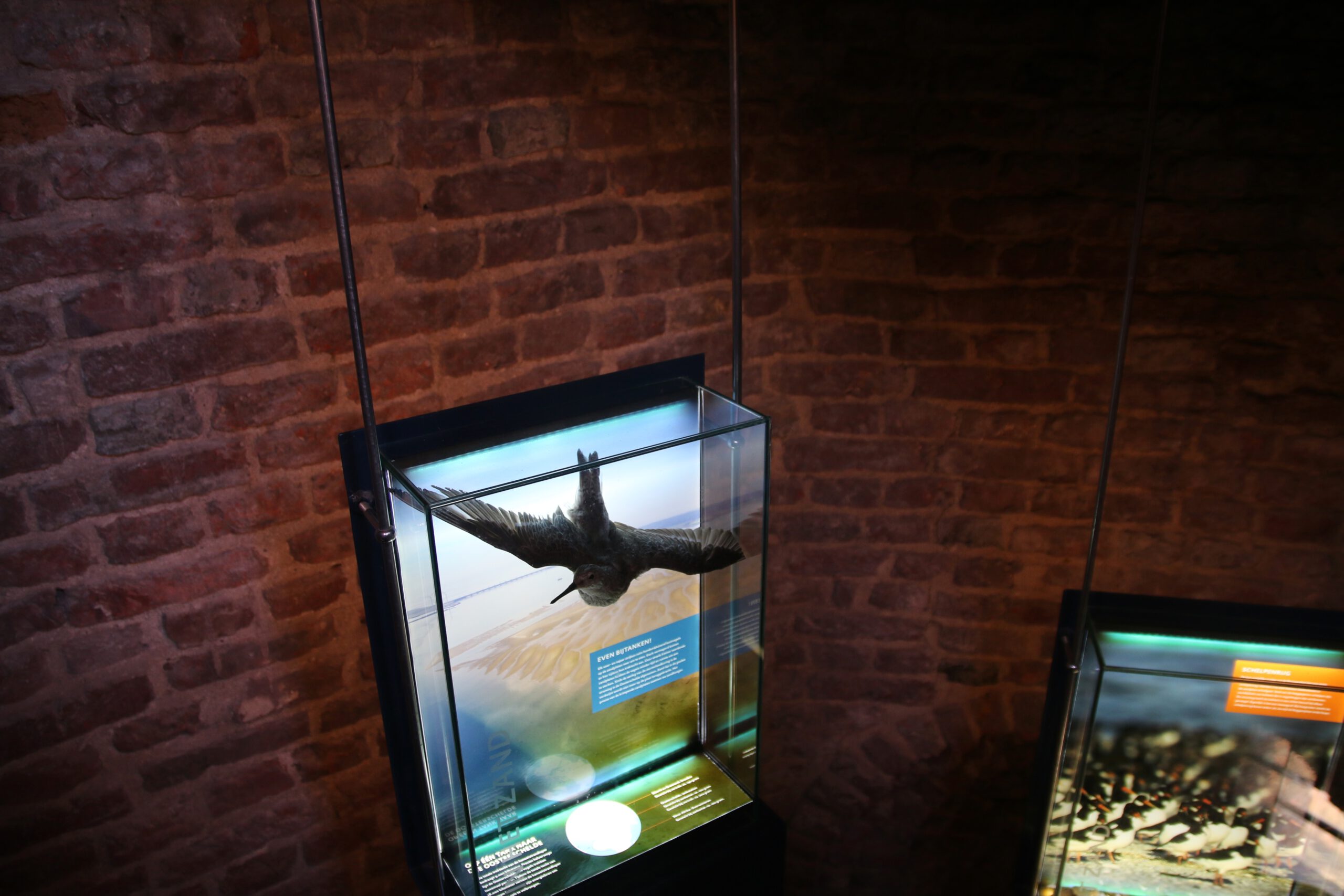 Plompe Toren Koudekerke interior bird exhibition with flying shorebird display inside historic brick tower structure
