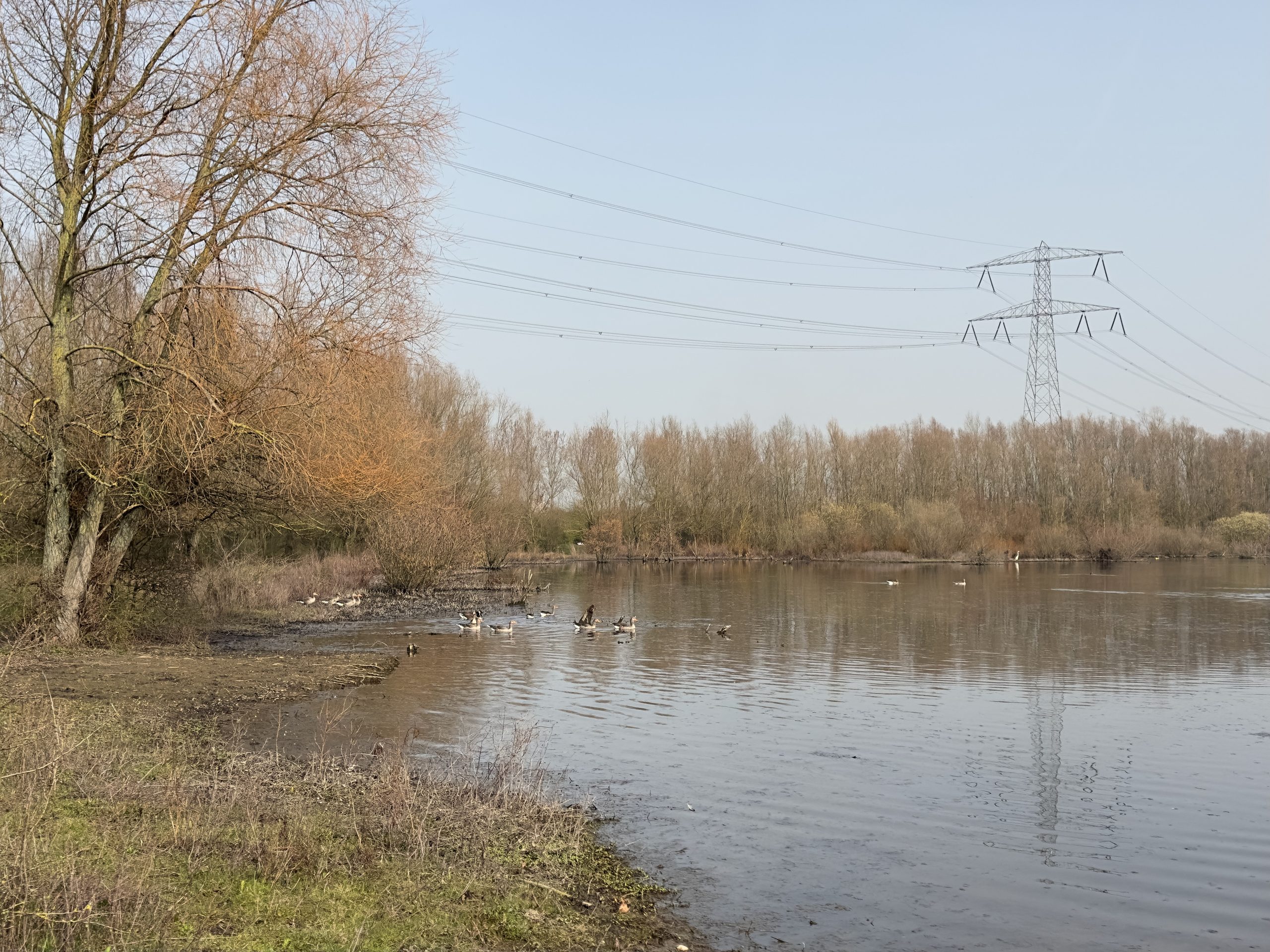 De Hompesche Molen nature area near Stevensweert, with geese by the lakeshore, bare trees, and peaceful waters in Limburg
