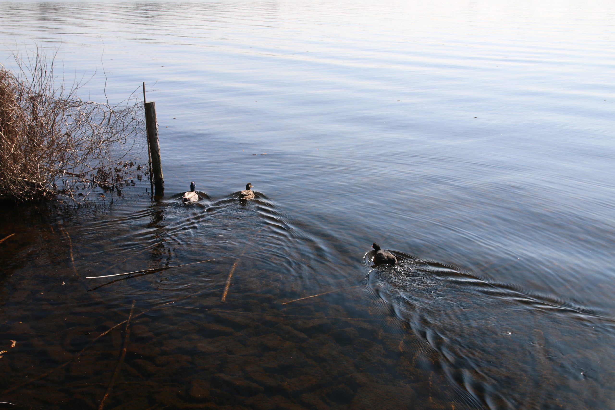 Bezoekerscentrum De Veenweiden surrounding waters with ducks swimming near the shore in a calm natural setting in Alphen aan den Rijn