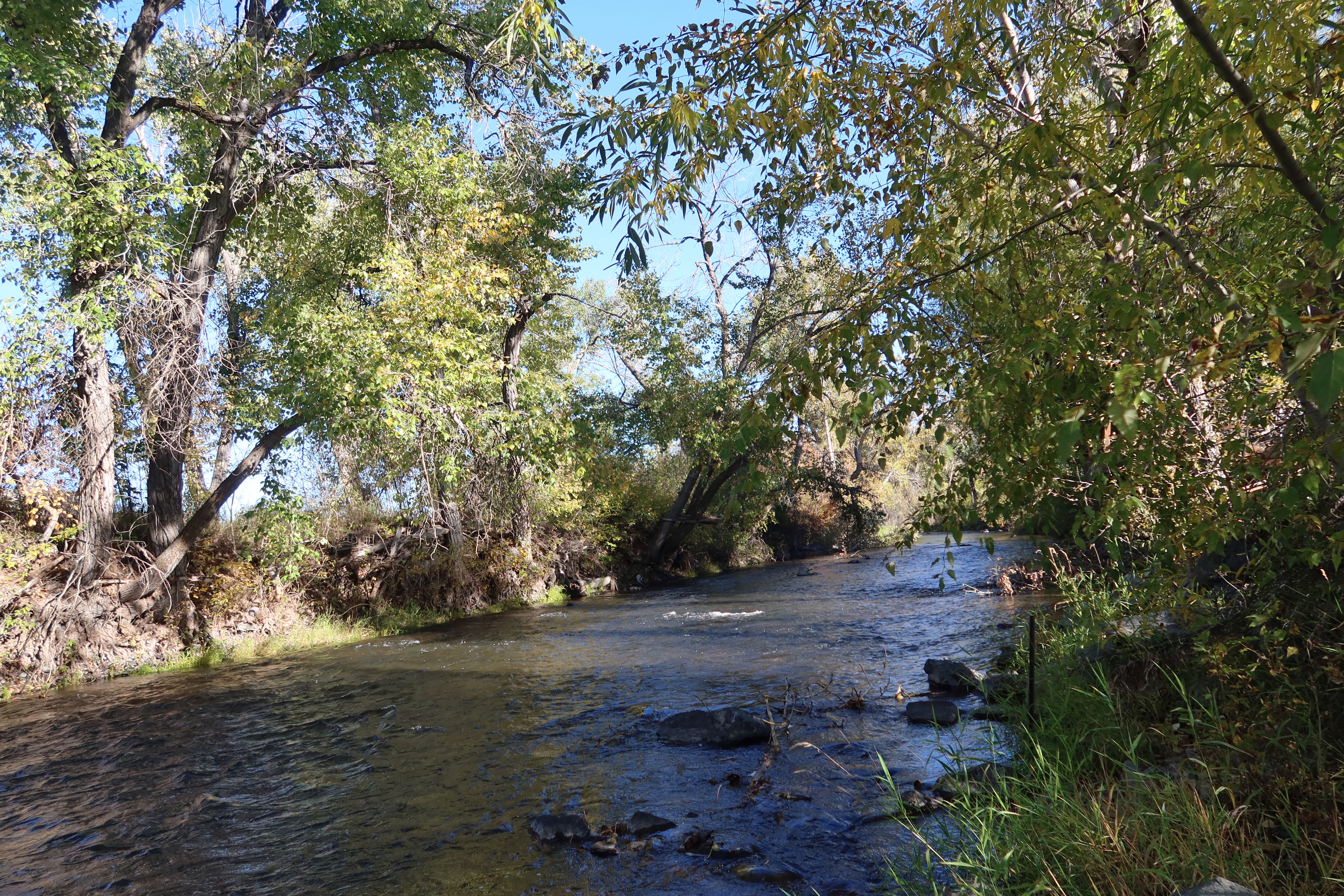 John Day Oregon guide image of a peaceful creek lined with tall trees and autumn foliage in Eastern Oregon