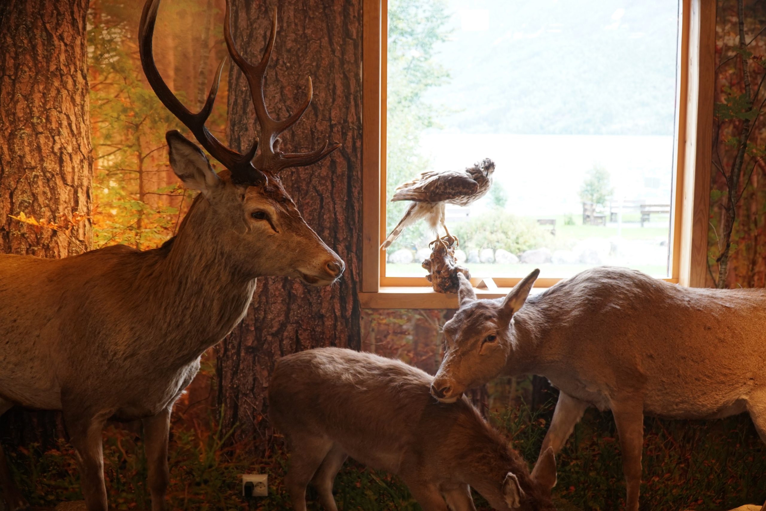 Jostedalsbreen National Park Center wildlife exhibition with deer and bird displays showing animals of the Norwegian glacier region