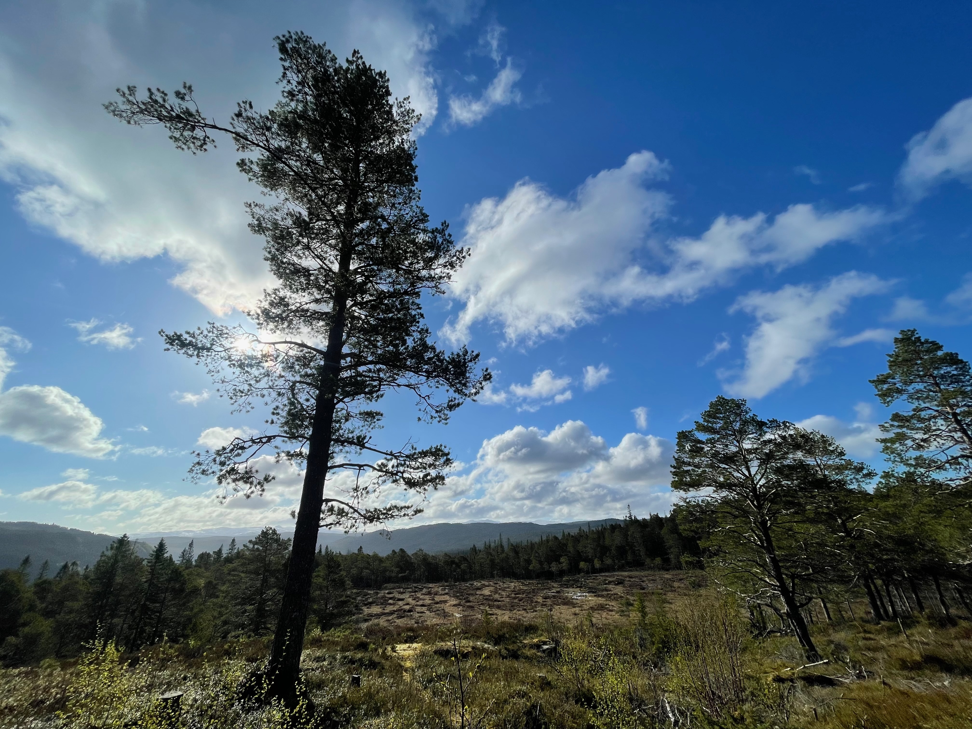 Hegra Fortress scenic viewpoint with tall pine trees, forest landscape, rolling hills, and dramatic clouds over Norway