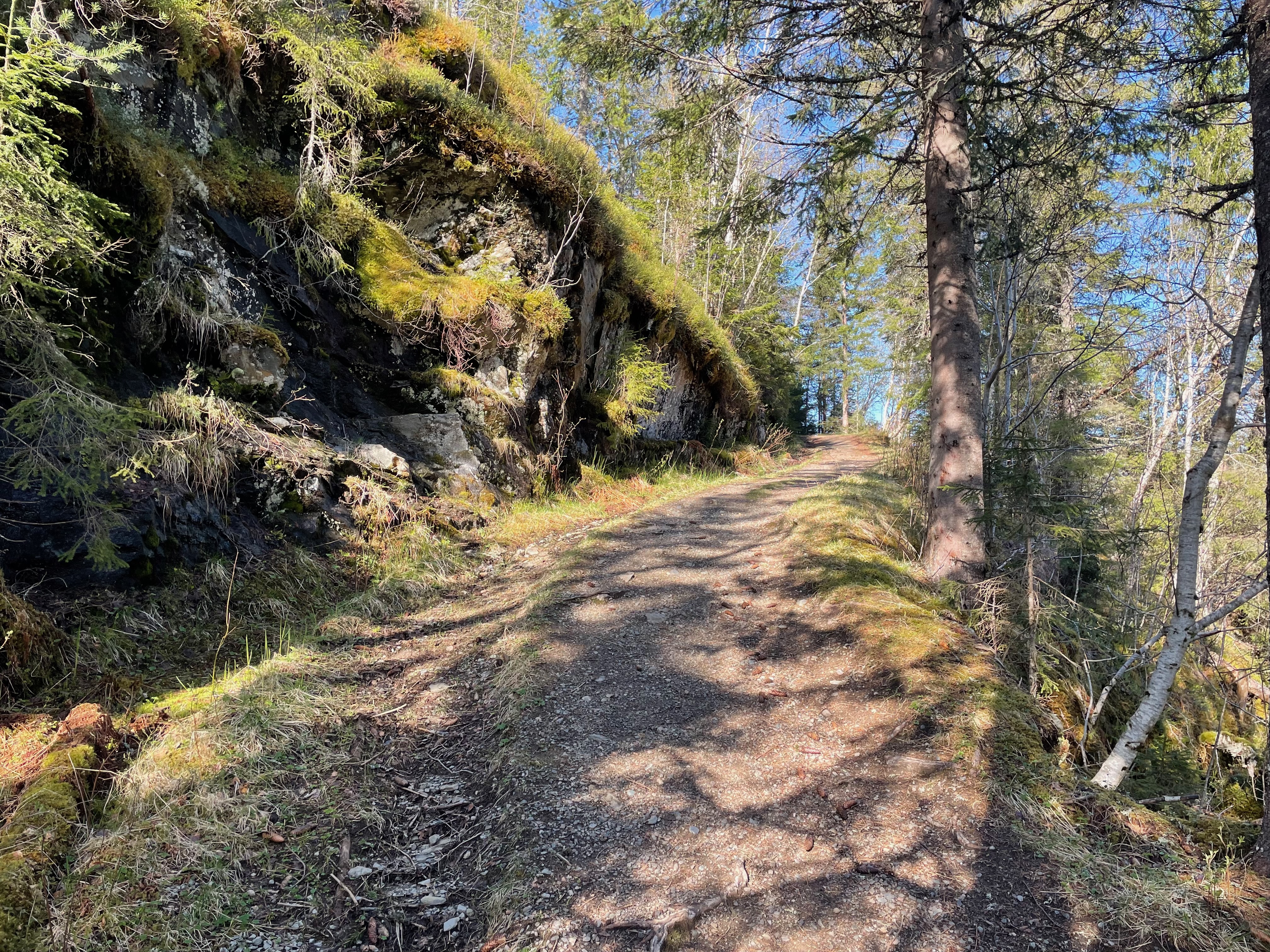 Hegra Fortress walking trail through the forest, with rocky terrain, mossy slopes, tall trees, and a quiet historic landscape in Norway