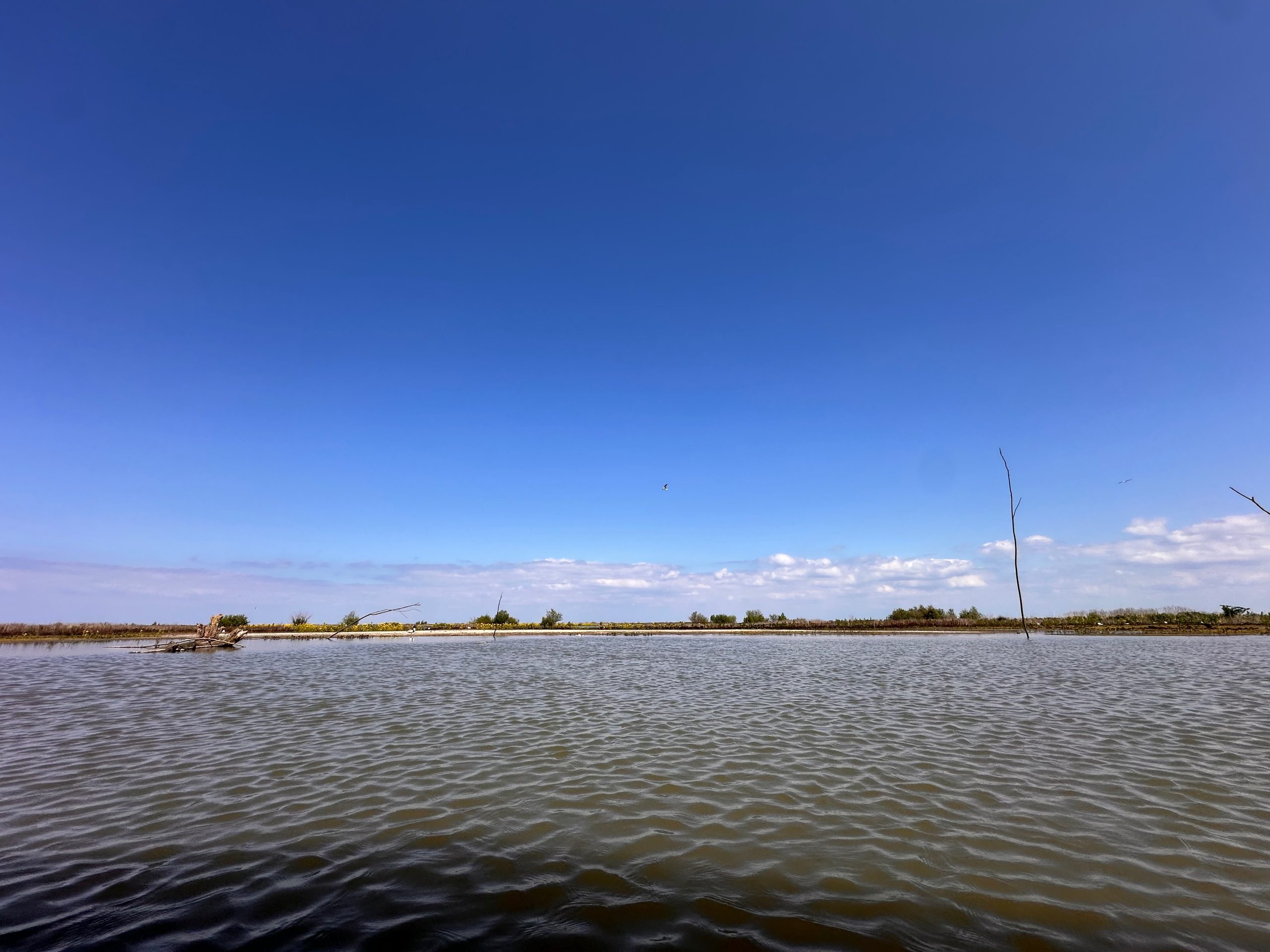 Marker Wadden island visit panoramic view over shallow freshwater wetlands with open water, blue sky and distant bird habitat