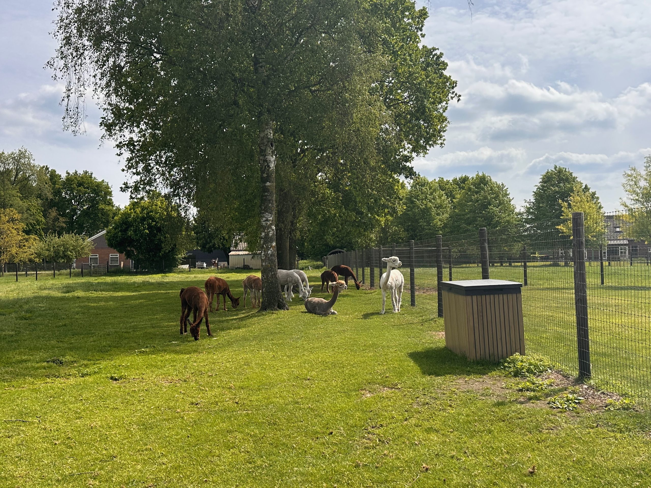 Alpacafarm Vorstenbosch review, alpacas grazing in a green meadow near the visitor area in Vorstenbosch