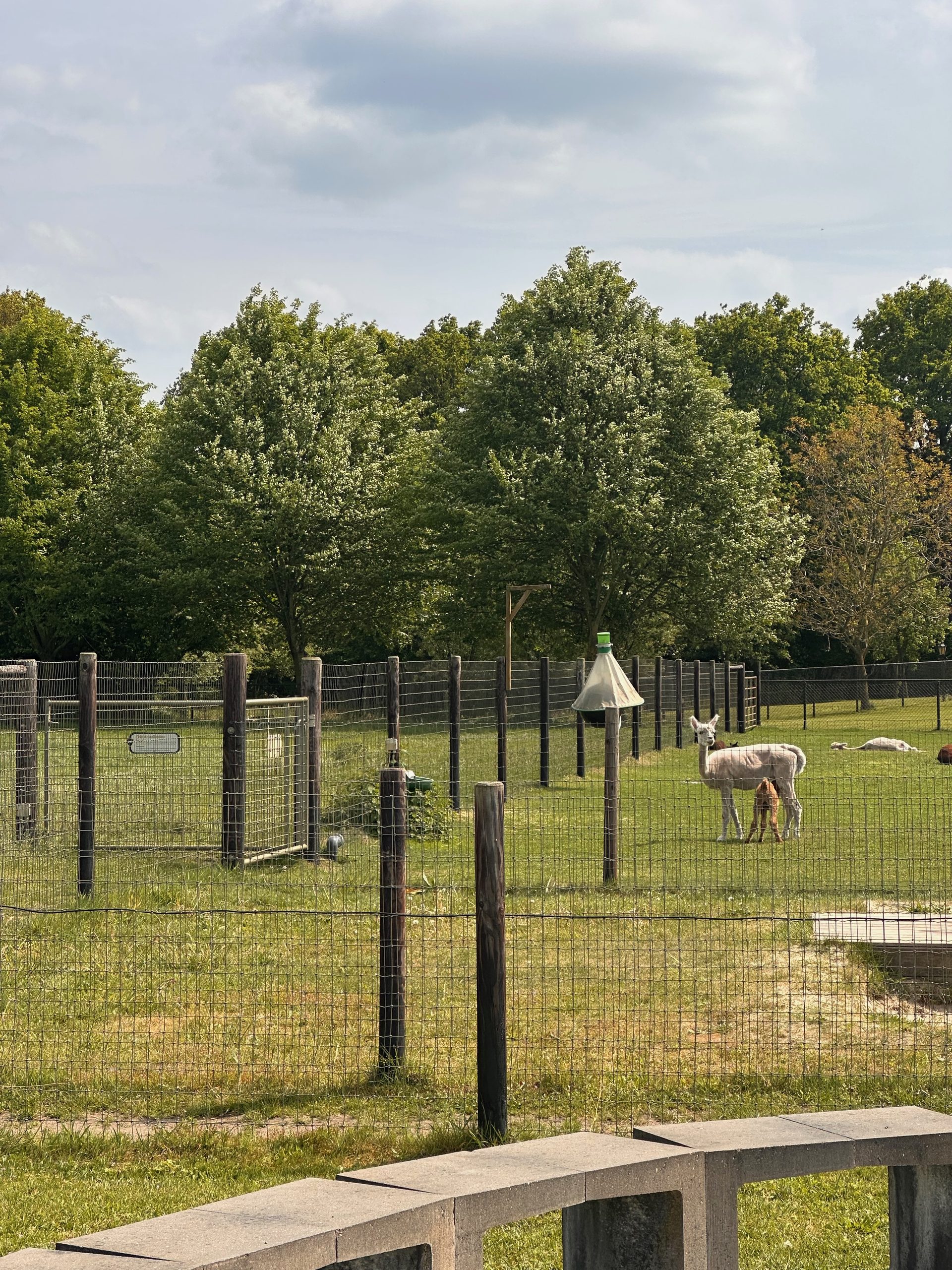 Alpacafarm Vorstenbosch review, white alpaca standing in a fenced meadow near the visitor area in Vorstenbosch