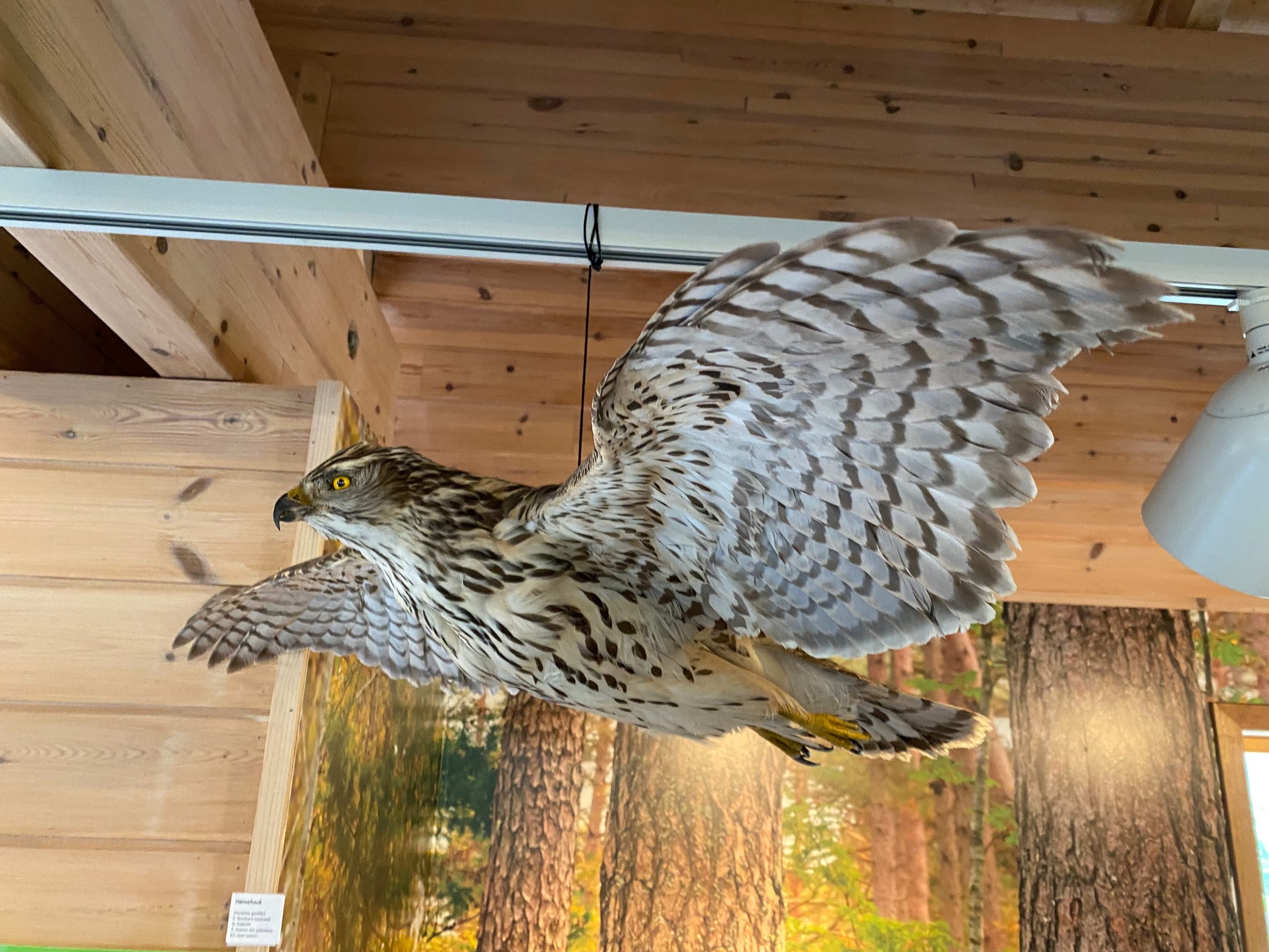 Jostedalsbreen National Park Center bird of prey display inside the wildlife exhibition about Norwegian mountain nature