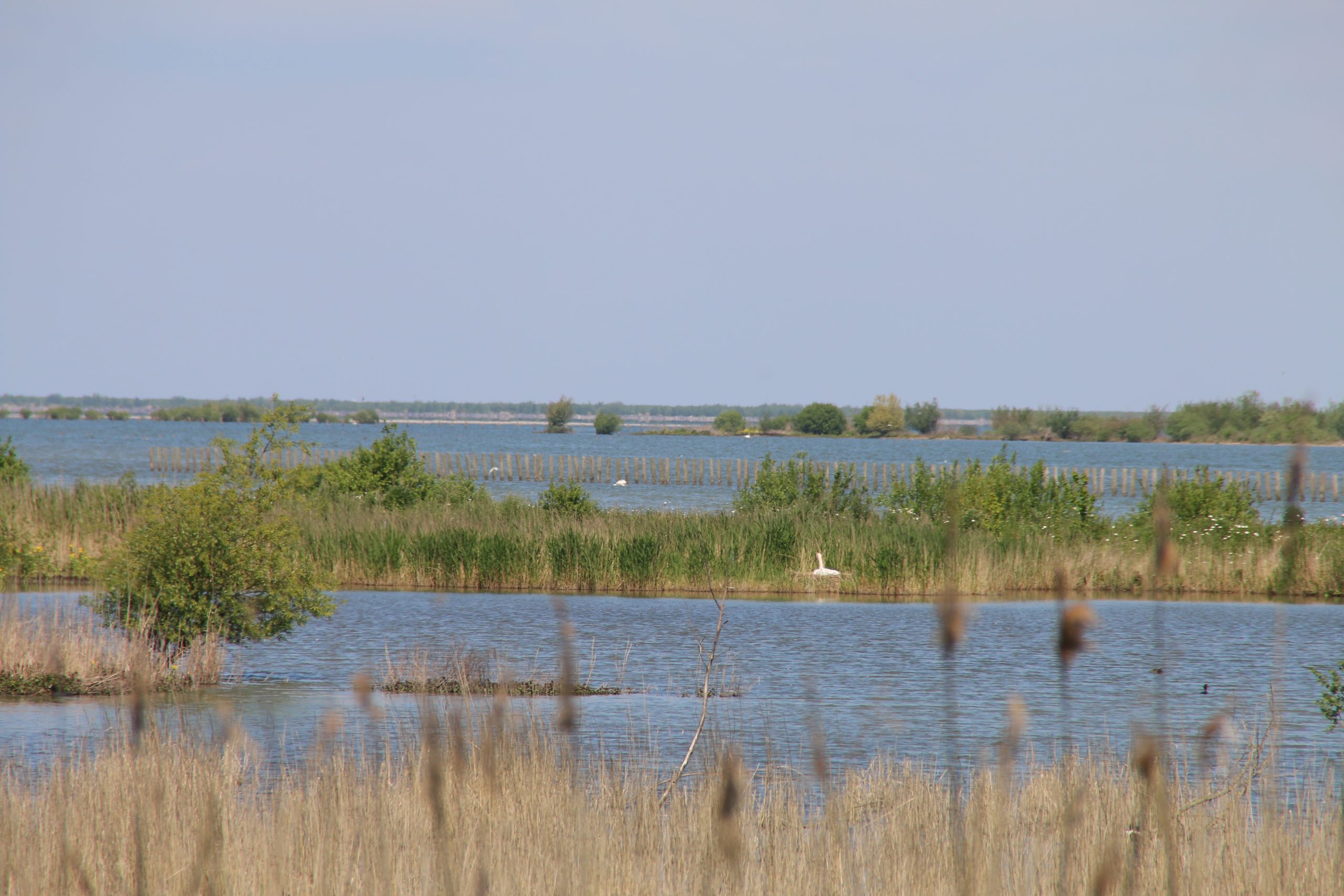 Marker Wadden island visit with a distant white swan or large waterbird in the reed filled freshwater wetlands