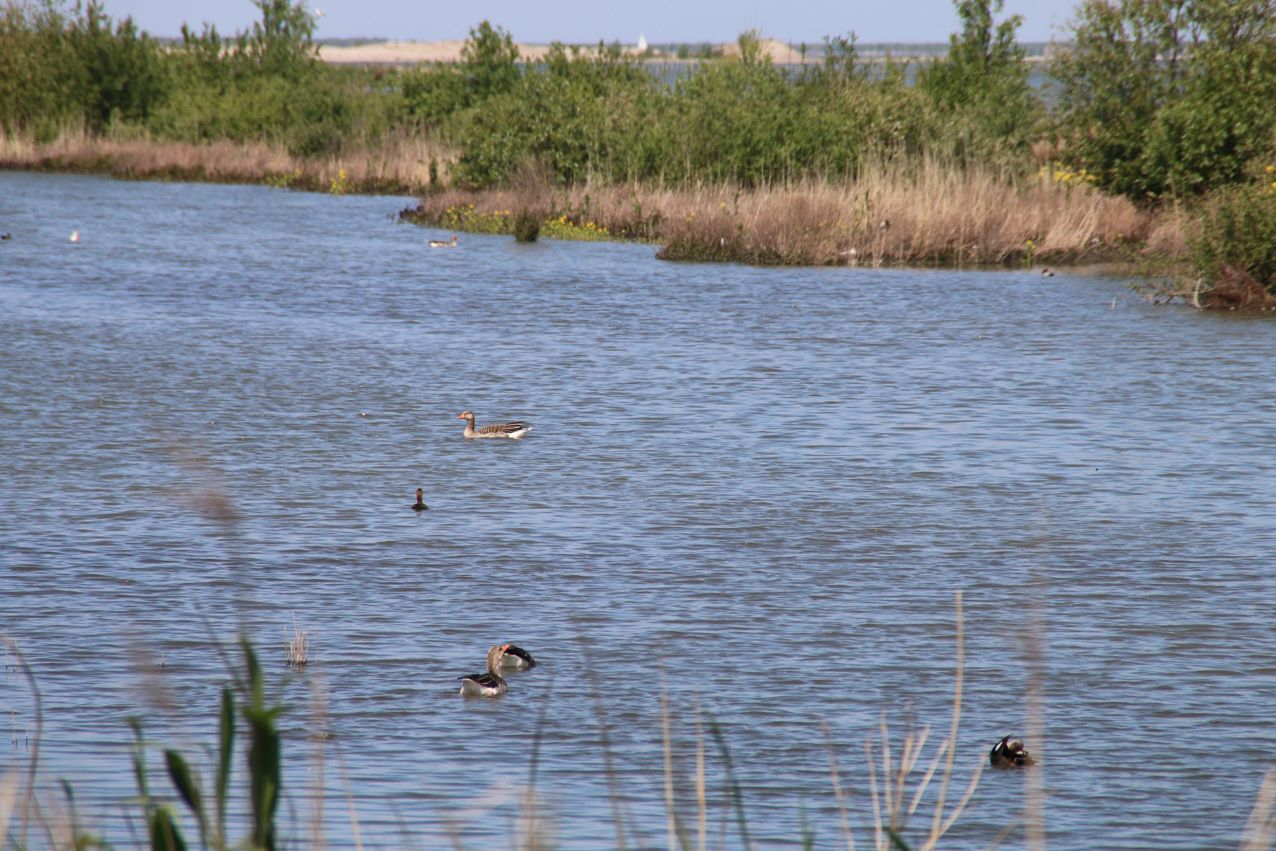 Marker Wadden island visit with greylag geese and coots swimming in the calm freshwater wetlands
