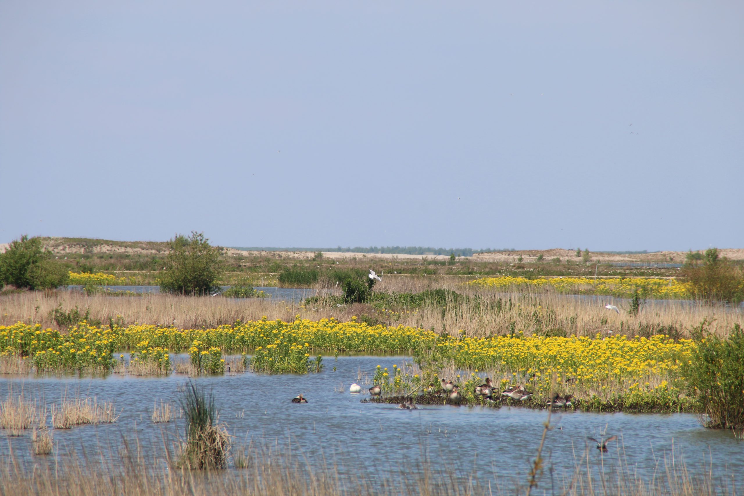 Marker Wadden island visit with greylag geese resting in shallow wetlands surrounded by yellow wildflowers and reeds