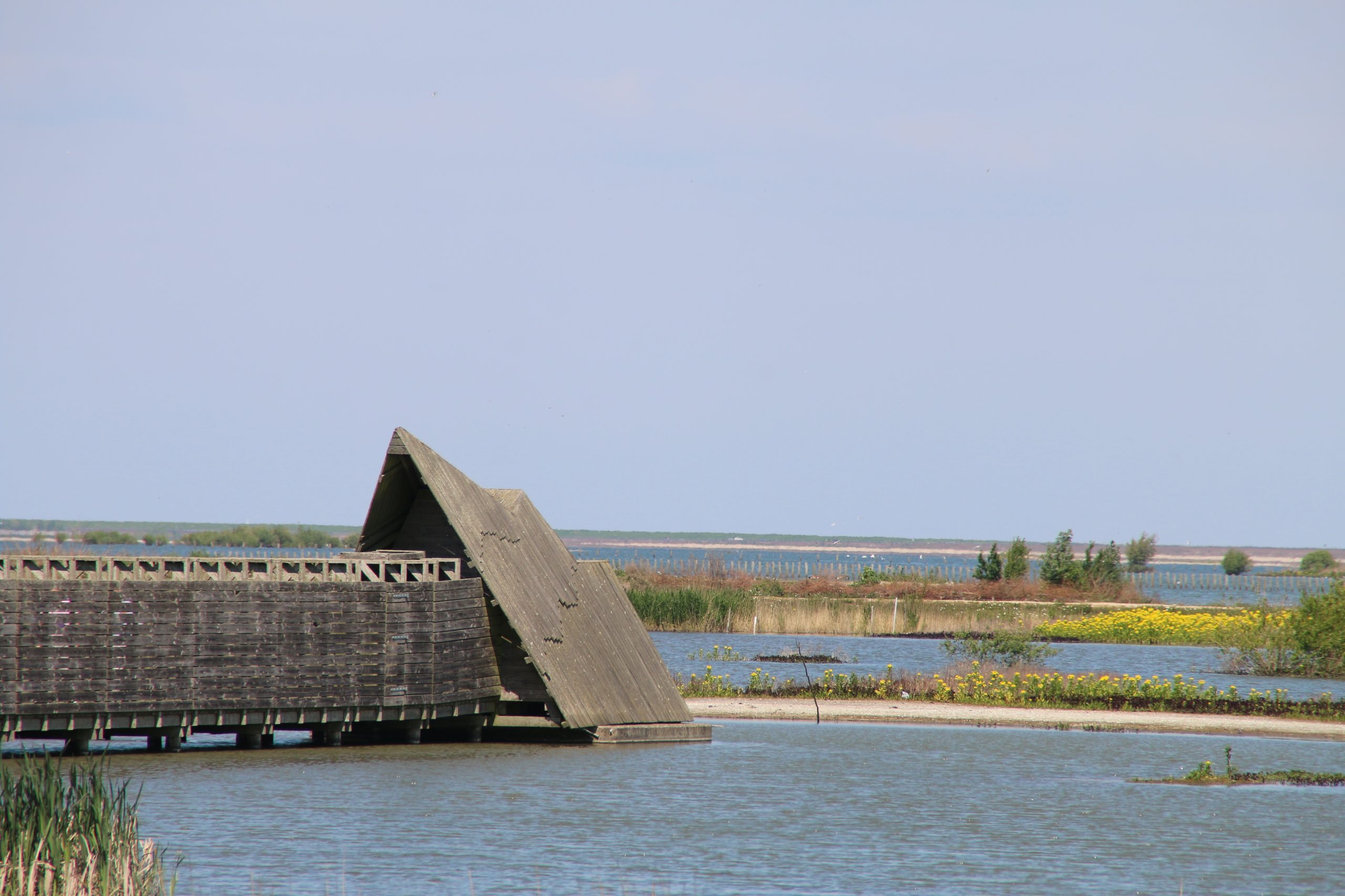 Marker Wadden island visit with Vogelkijkhut Duikeend bird hide surrounded by freshwater wetlands and yellow wildflowers