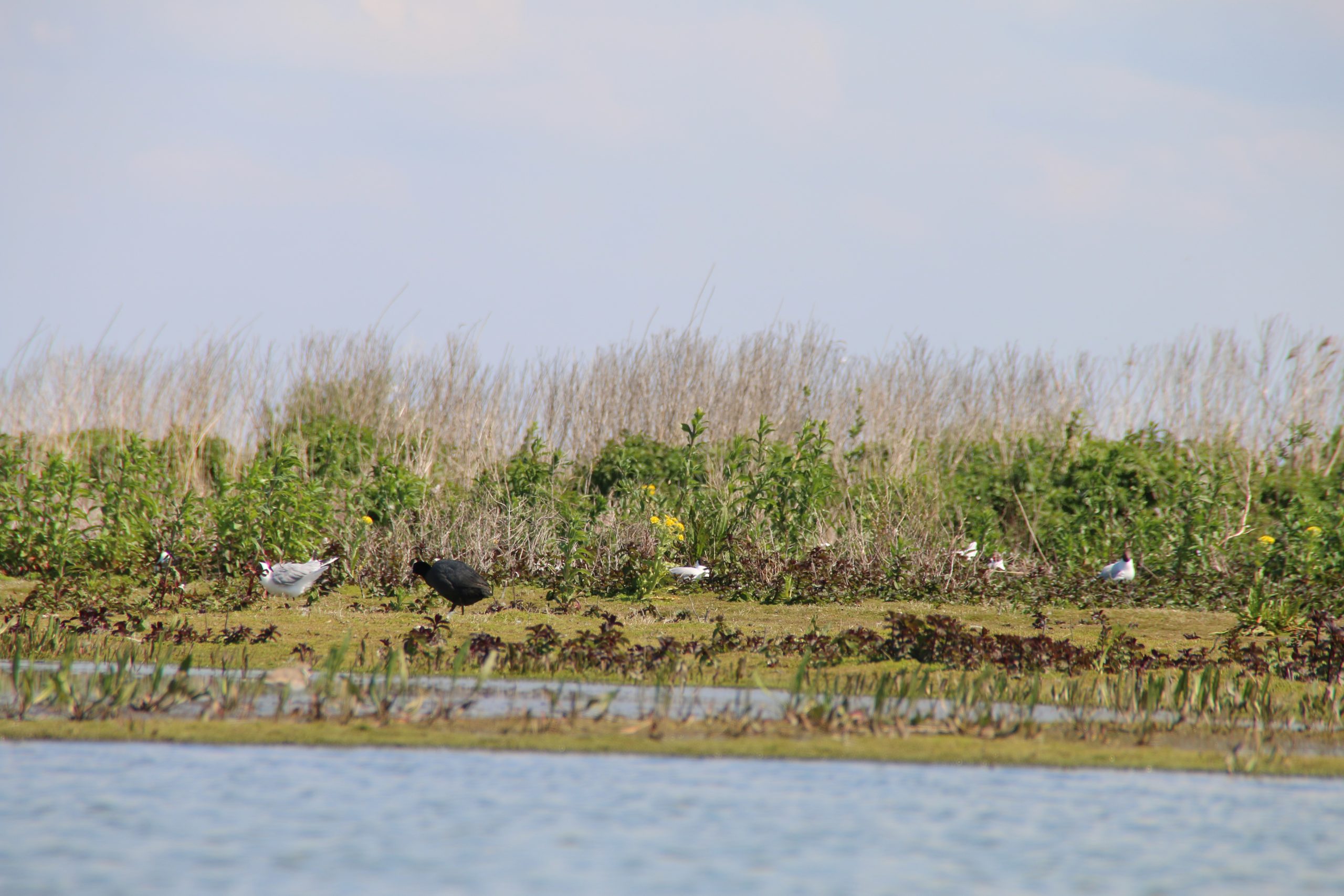 Marker Wadden island visit with a Eurasian coot and black headed gulls resting along the freshwater wetland shore