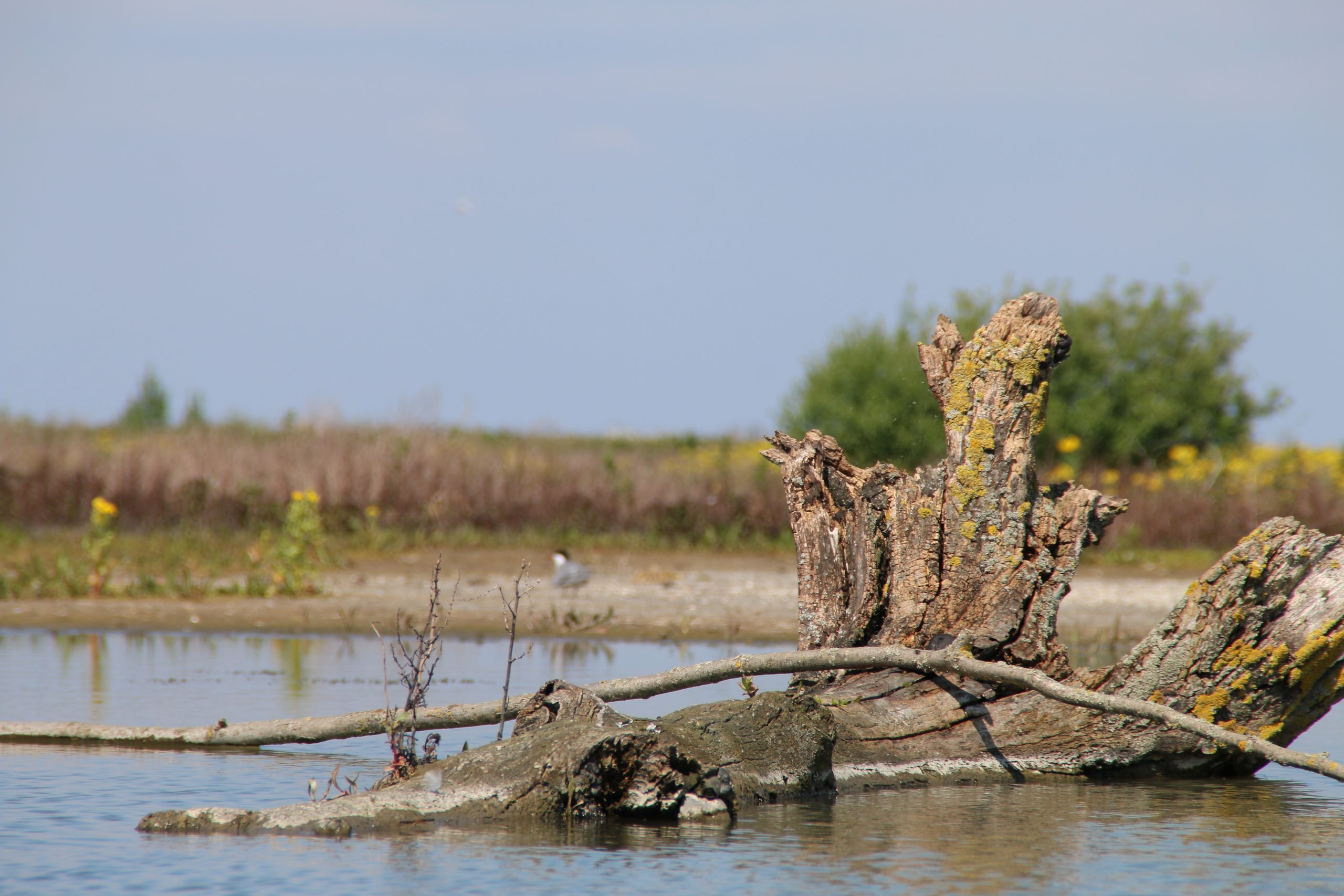 Marker Wadden island visit with driftwood in shallow freshwater wetlands and a distant black headed bird near the shore