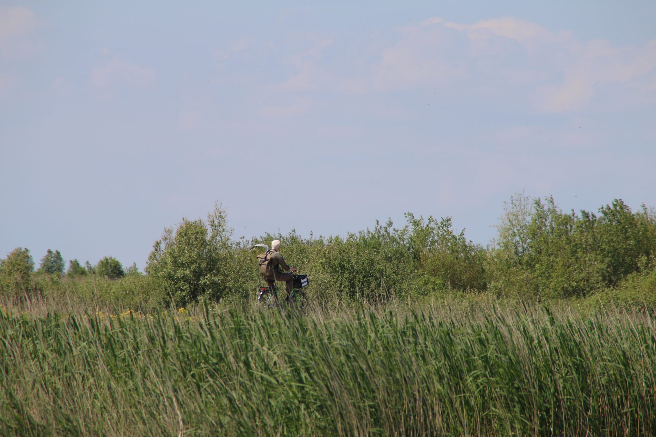 Pokémon GO Marker Wadden park ranger near tall reeds and protected bird habitat, reminding visitors to stay on marked paths