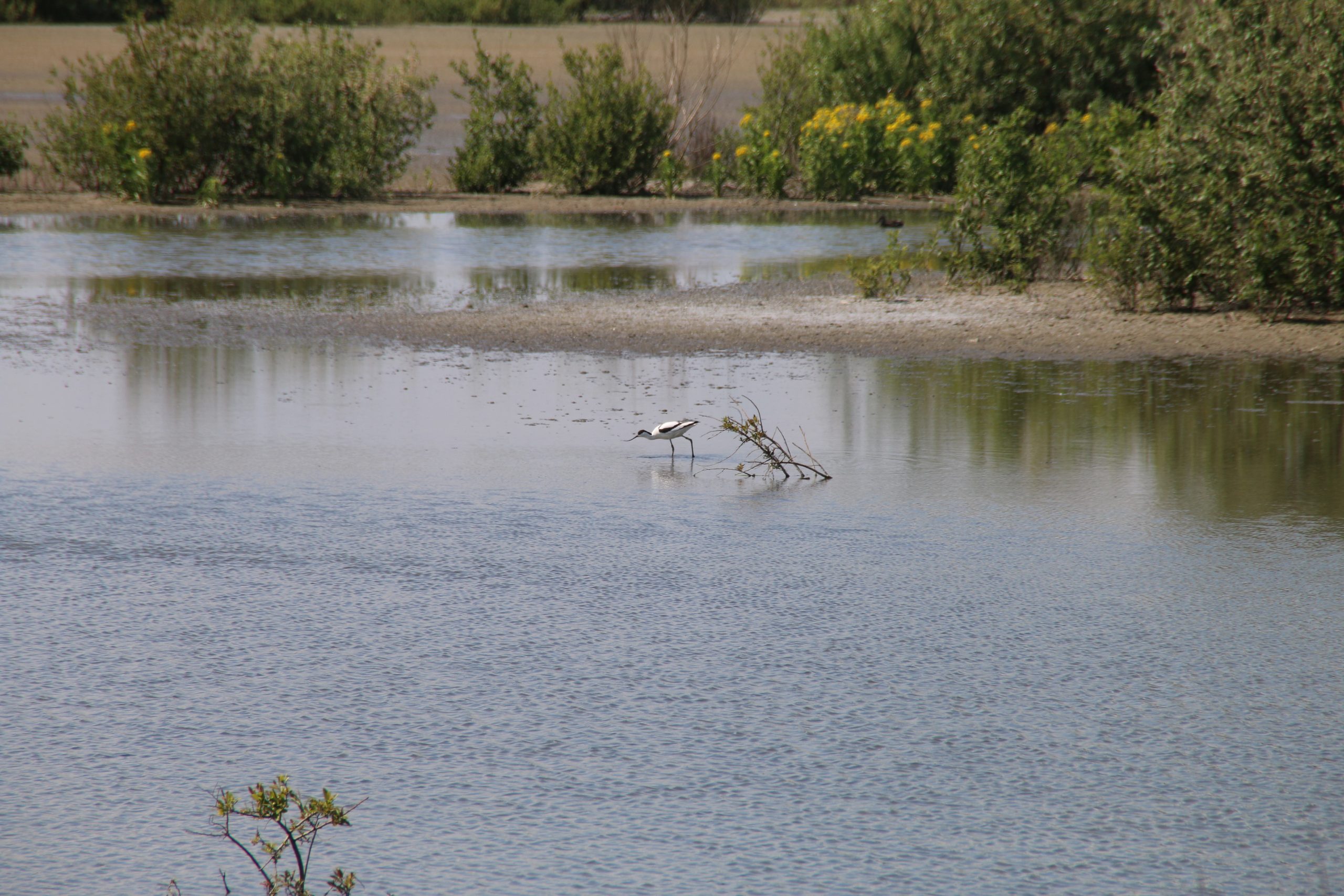 Marker Wadden island visit with a pied avocet foraging in shallow freshwater wetlands near the island shore