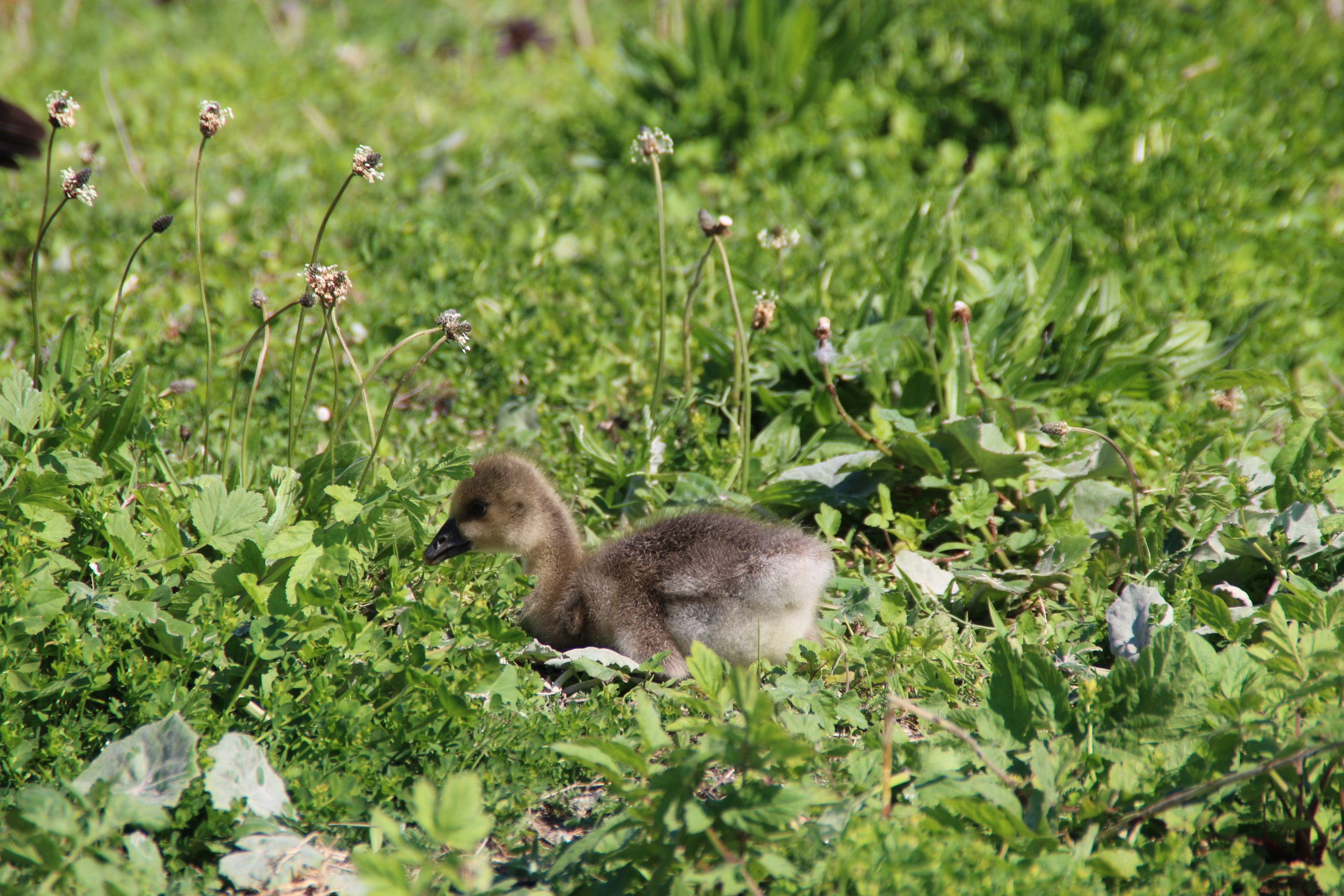 Marker Wadden island visit with a young greylag goose gosling resting in the green vegetation near the water