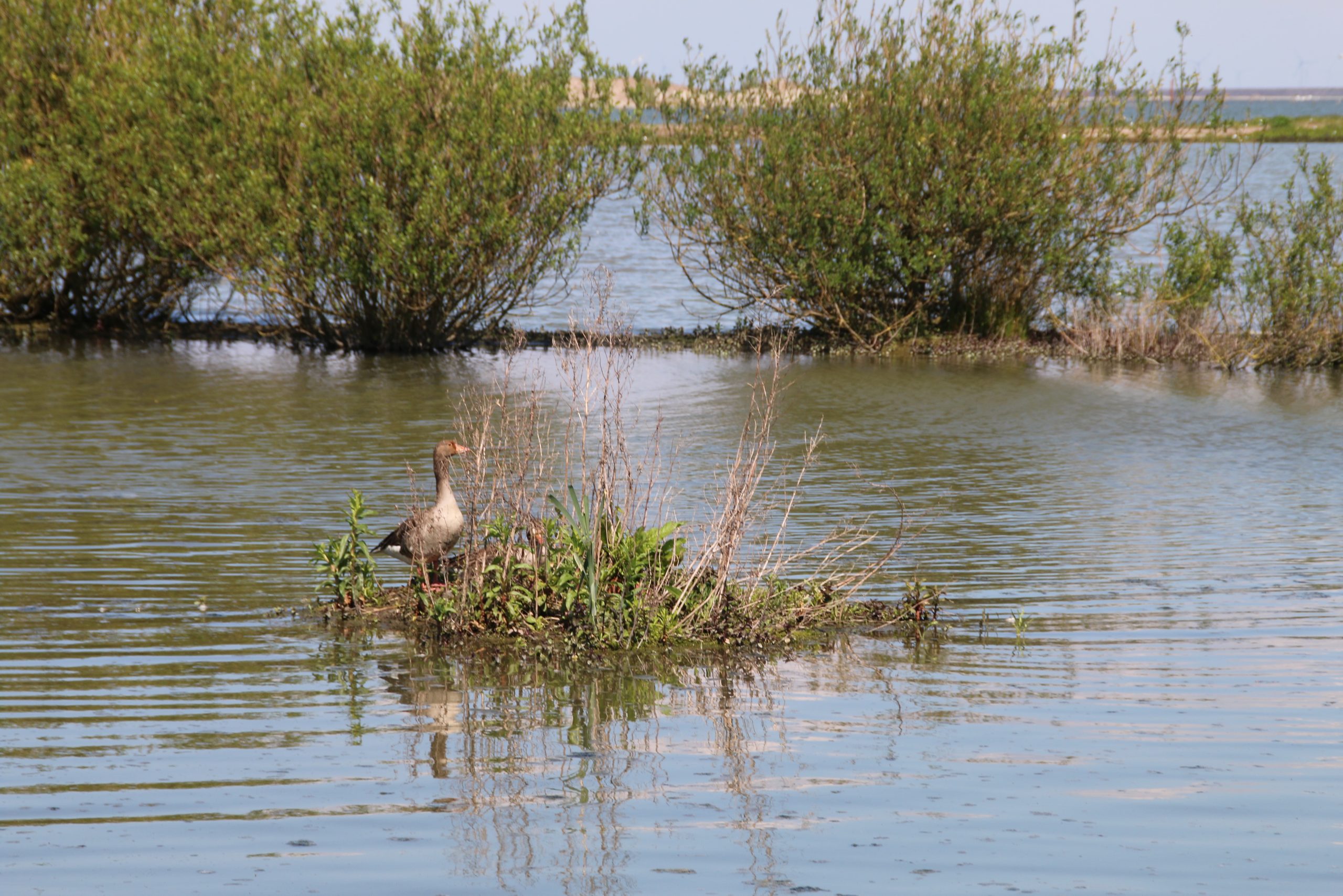Marker Wadden island visit with a greylag goose standing on a small flooded wetland island surrounded by young vegetation