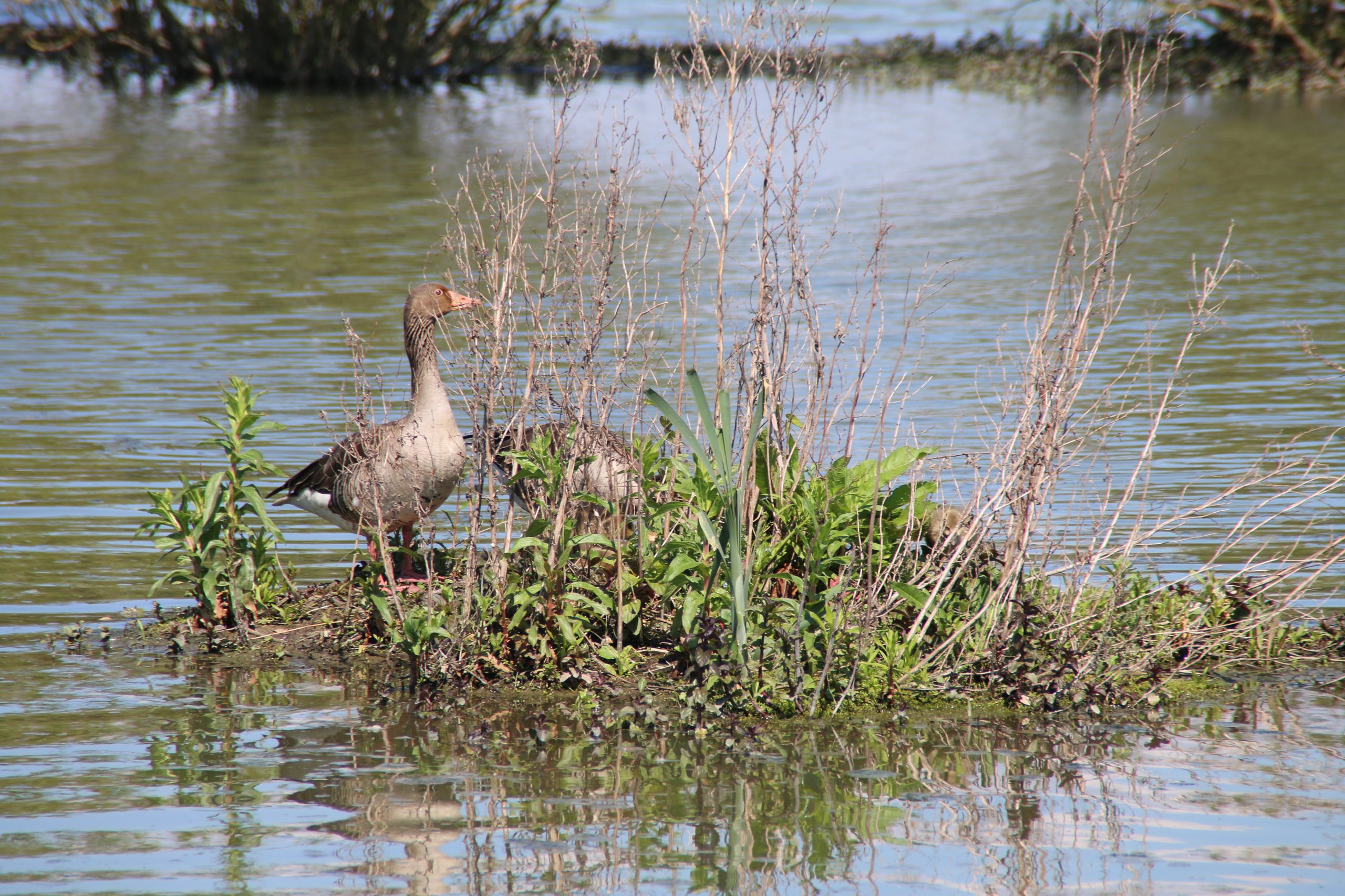 Marker Wadden island visit with a greylag goose standing on a small wetland island in the freshwater nature reserve