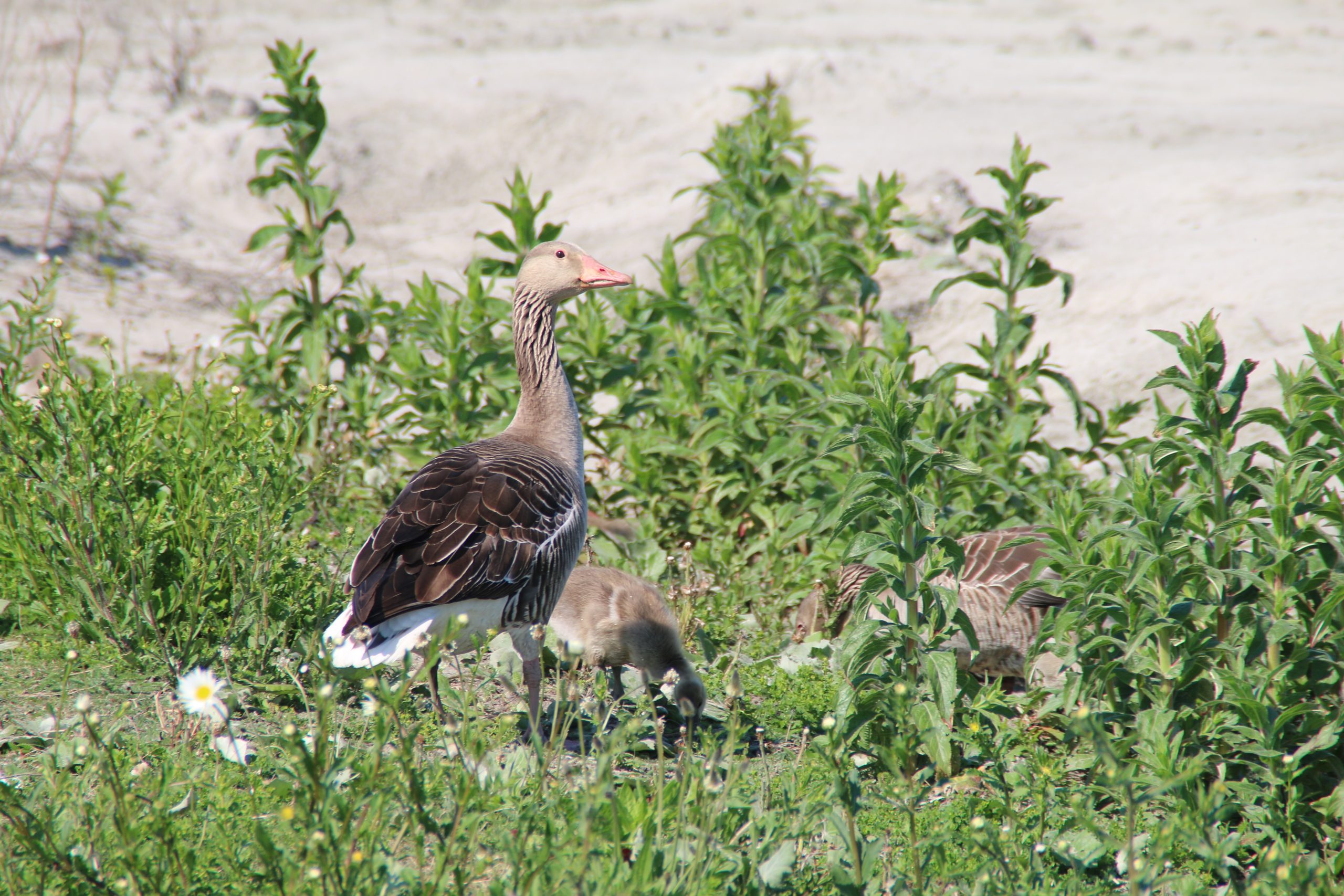 Marker Wadden island visit with an adult greylag goose and goslings resting in the green island vegetation