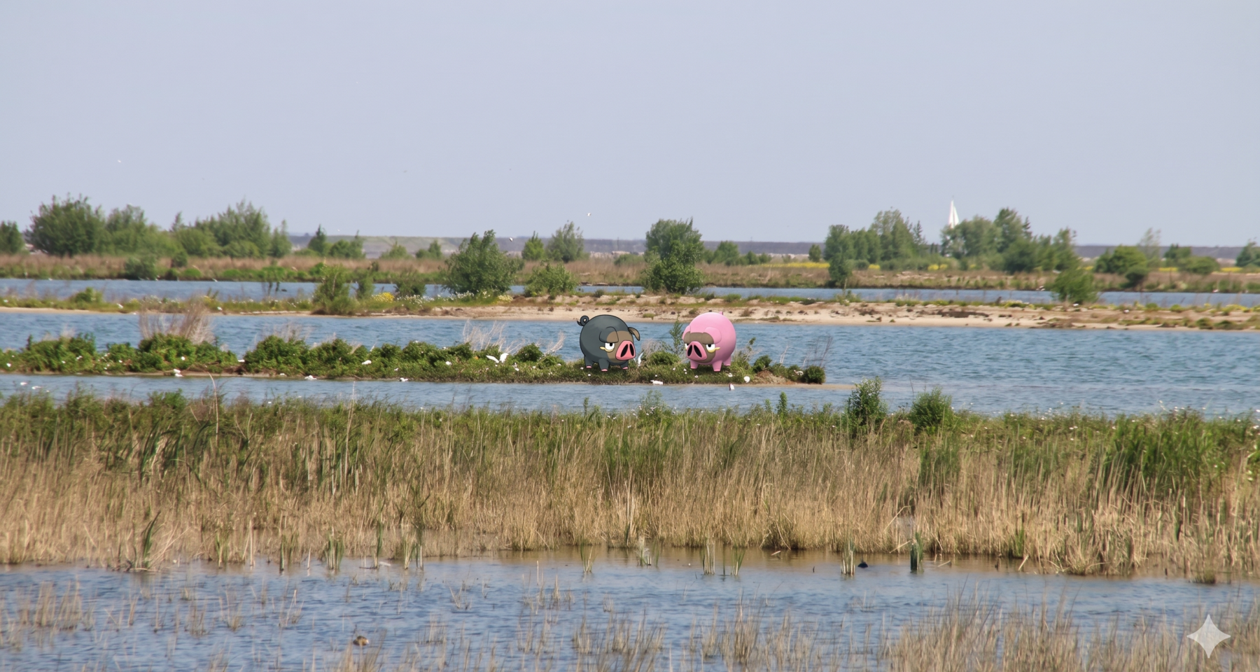 Pokémon GO Marker Wadden Community Day with Lechonk and shiny Lechonk in the remote bird island landscape