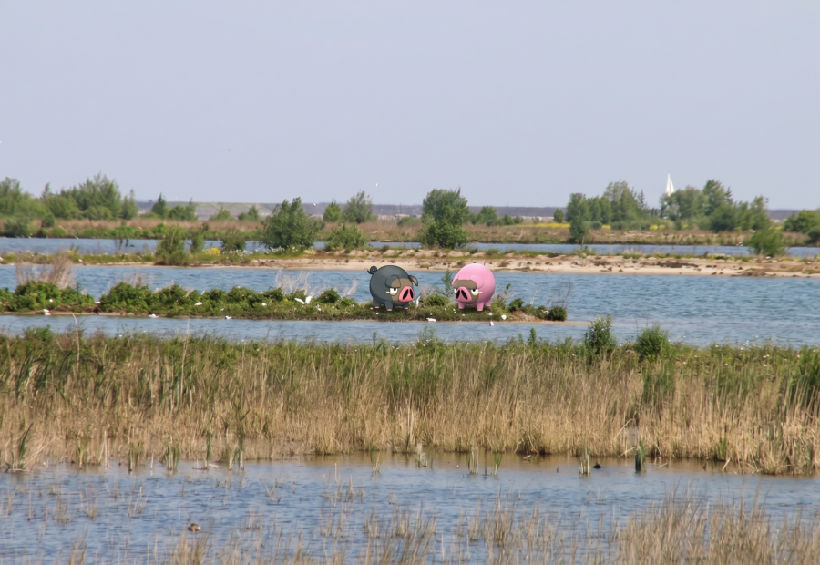 Pokémon GO Marker Wadden Community Day with Lechonk and shiny Lechonk in the remote bird island landscape