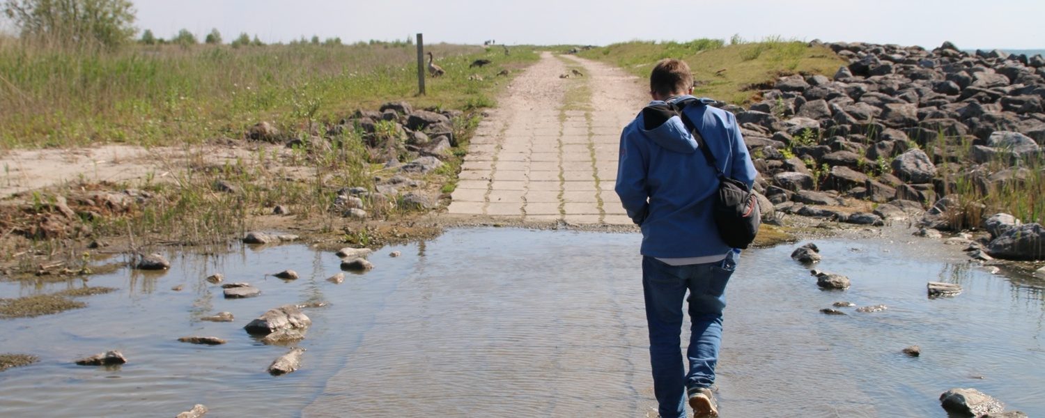 Marker Wadden island visit with a visitor, Peter Smit, crossing a flooded walking path through the protected wetland landscape